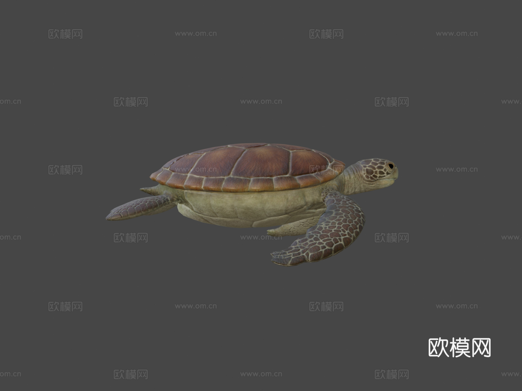 海龟低多边形3d模型