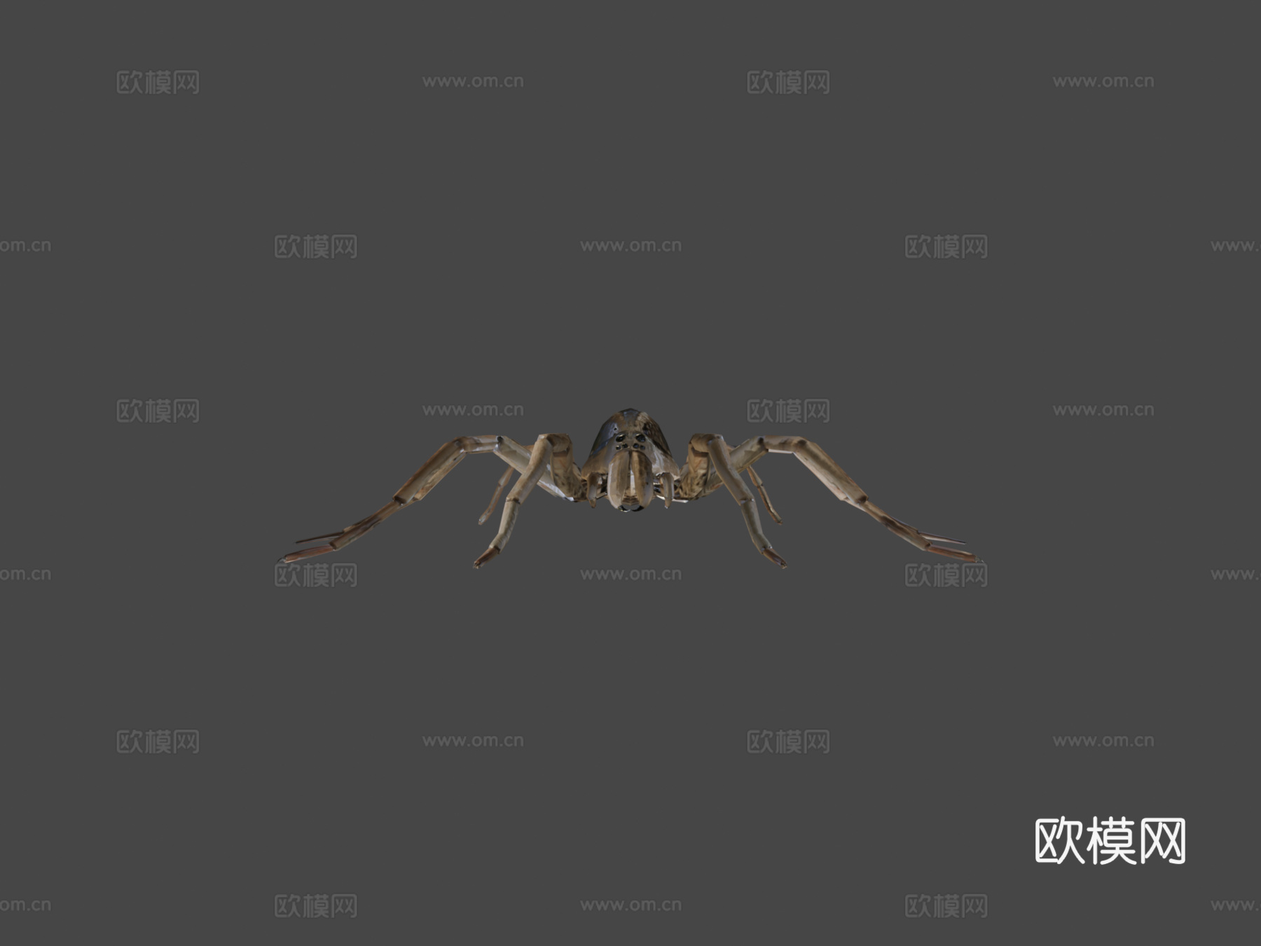 卡罗莱纳狼蛛3d模型