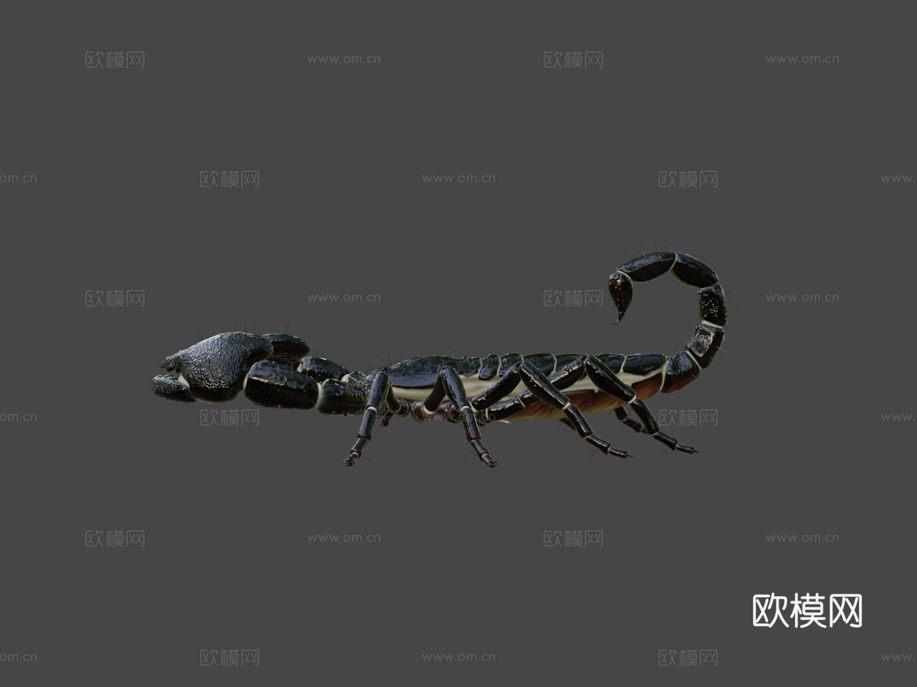 高多边形-帝王蝎3d模型
