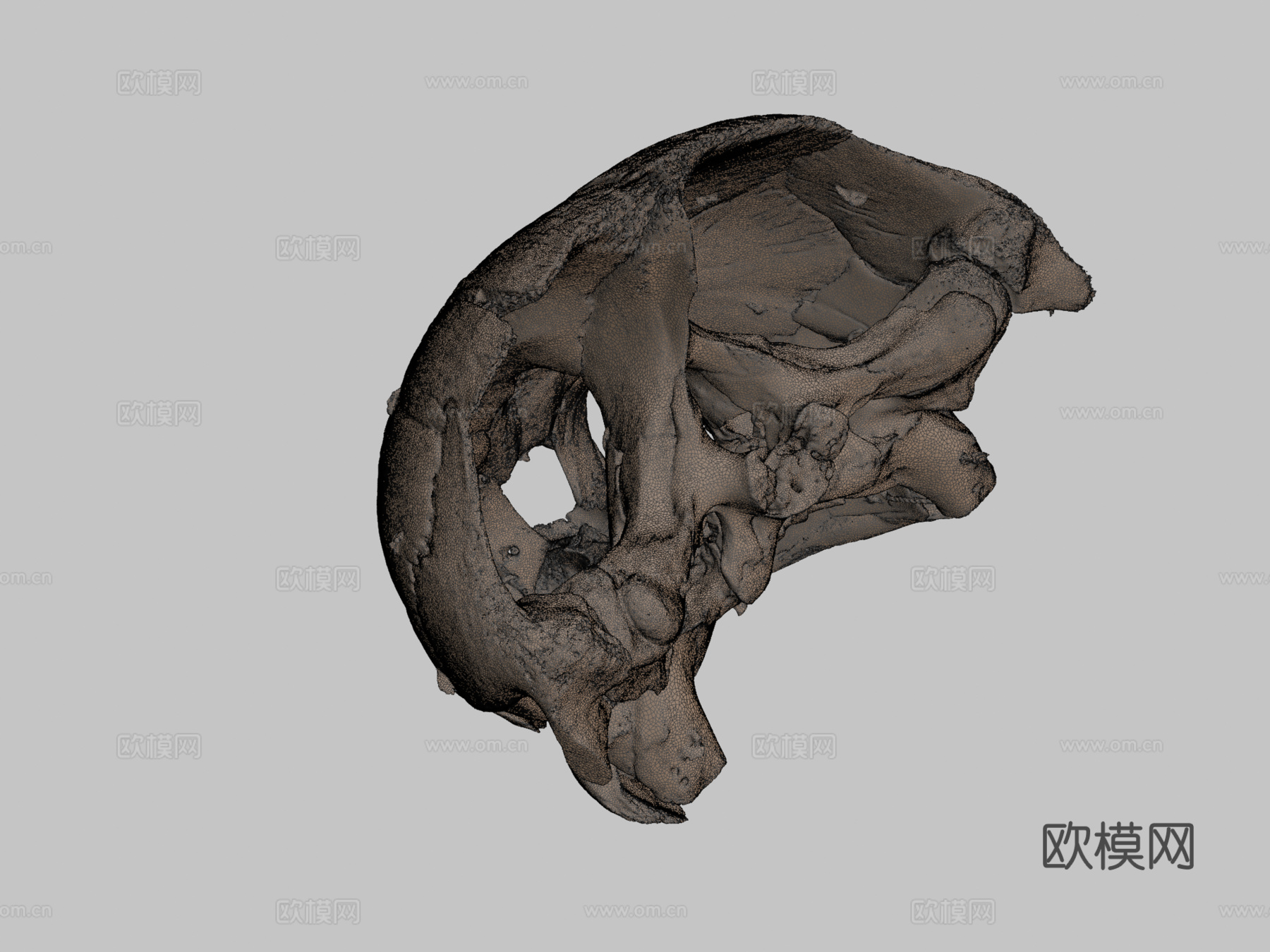 革龟头骨3d模型