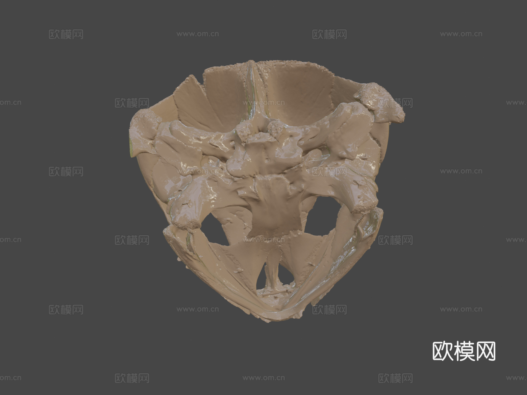 革龟头骨3d模型