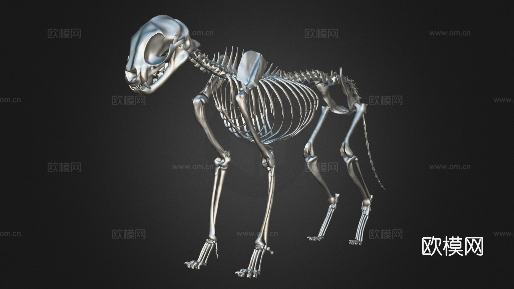 猫骨架3D模型3d模型