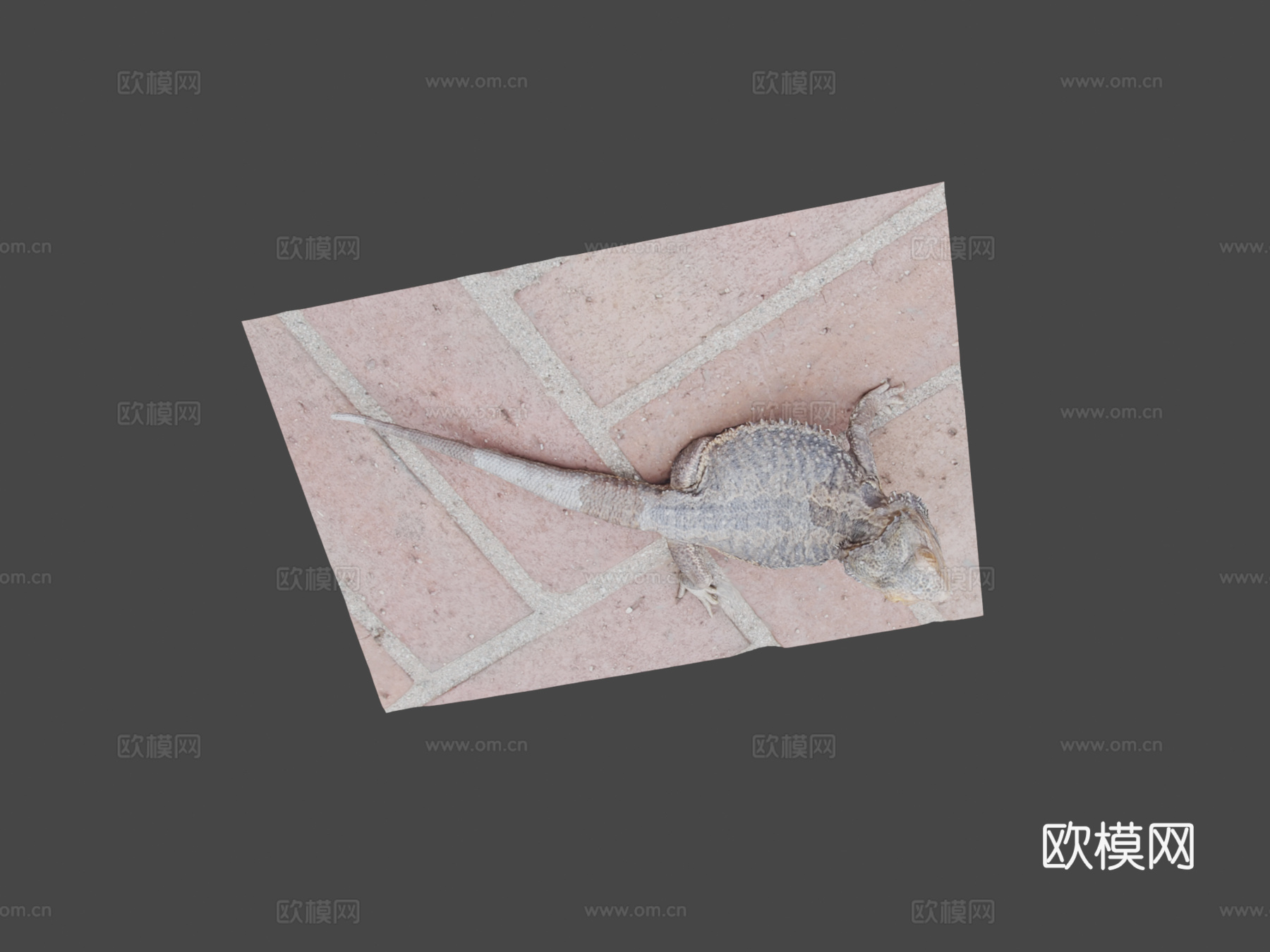 鬃狮蜥3d模型