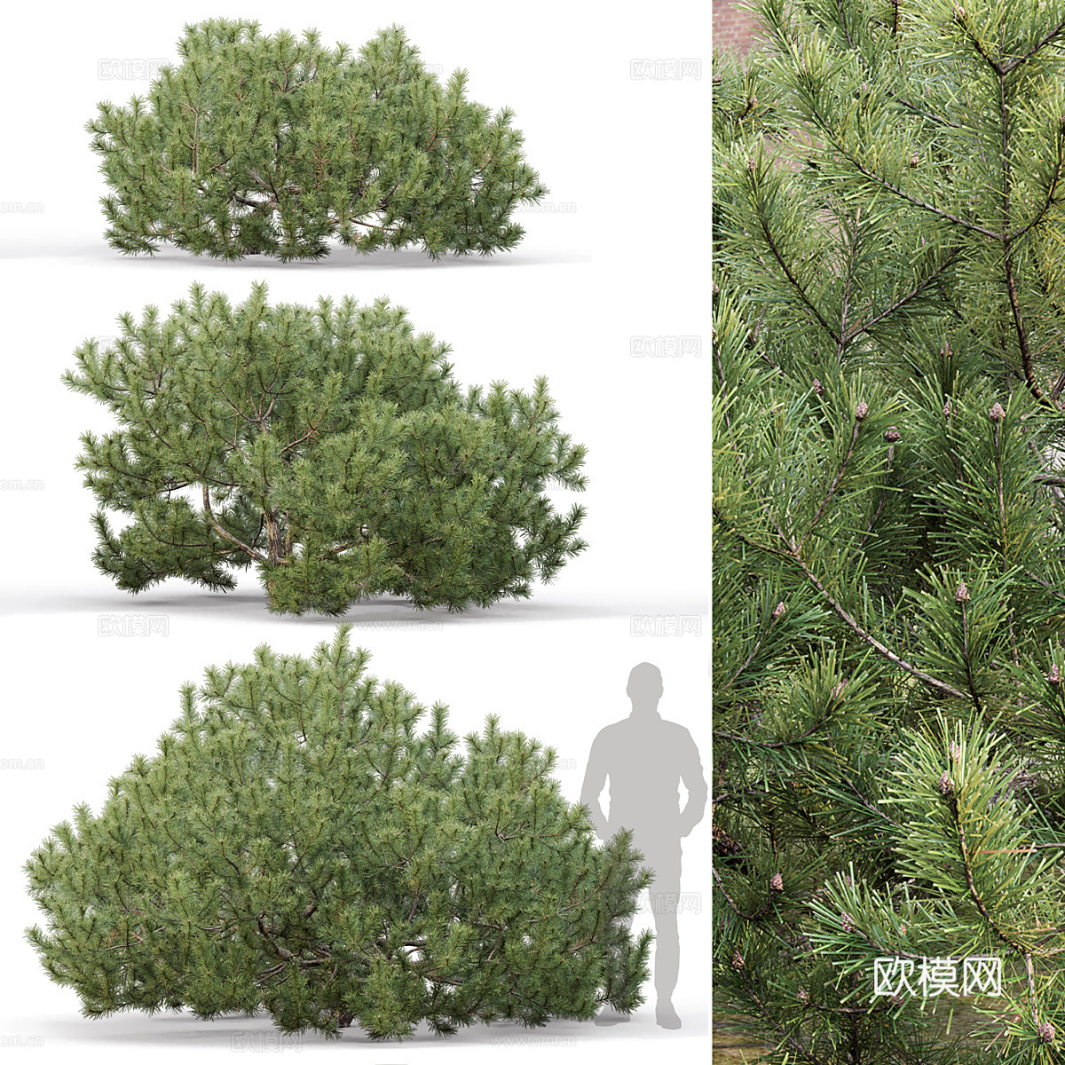 松树免费3d模型