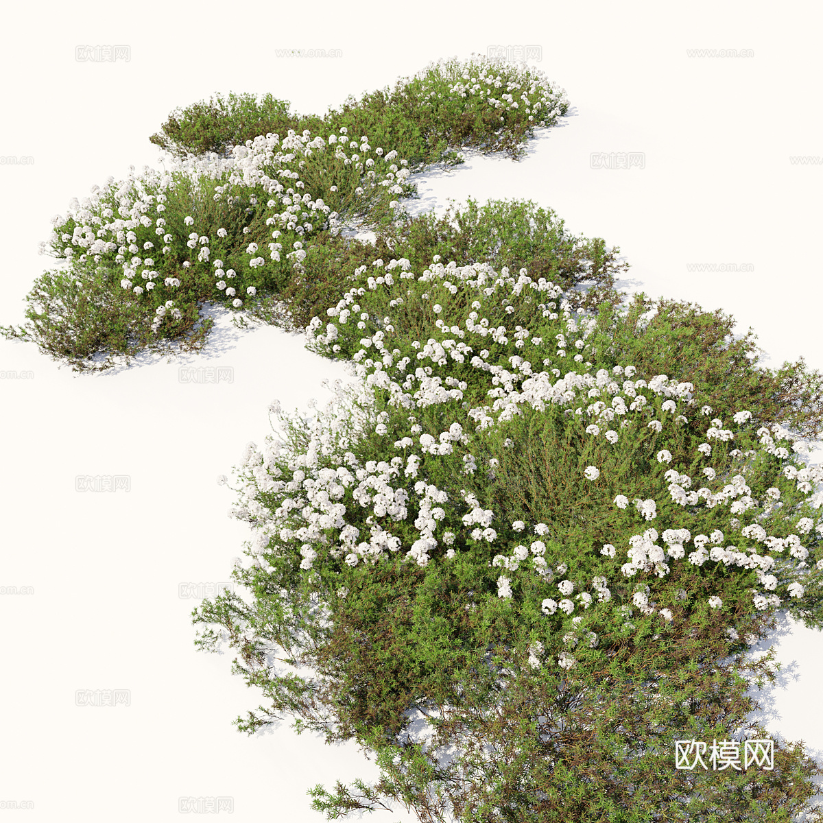 灌木 花草3d模型