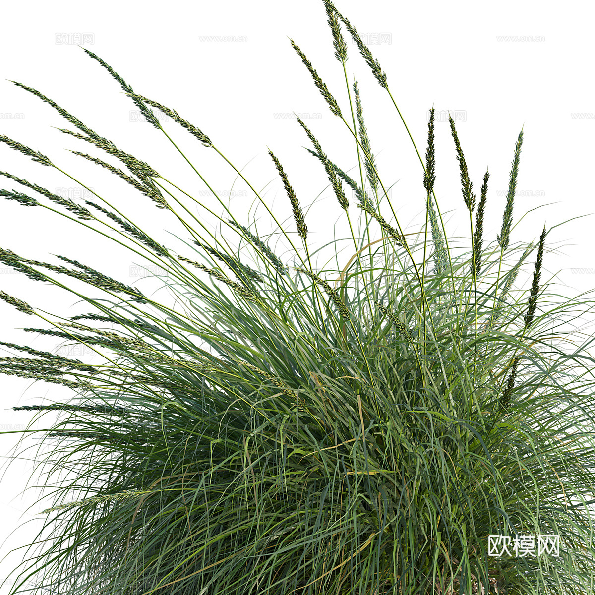 鹿草3d模型