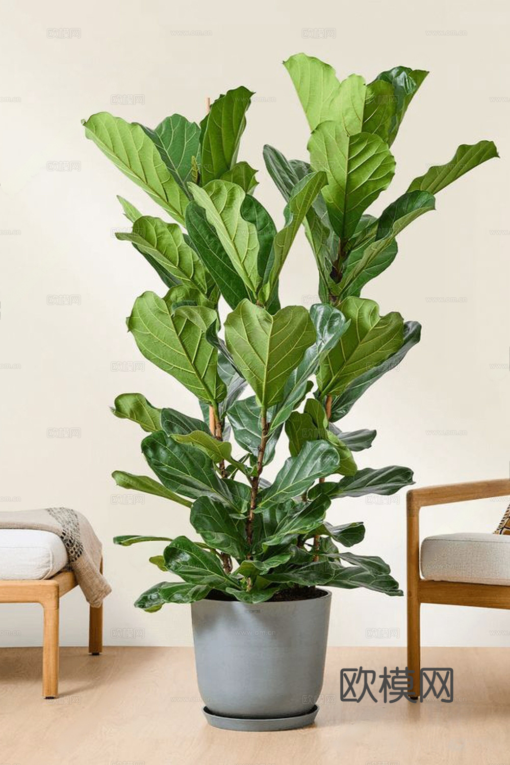 侘寂绿植盆栽 盆栽 琴叶榕 植物绿植3d模型
