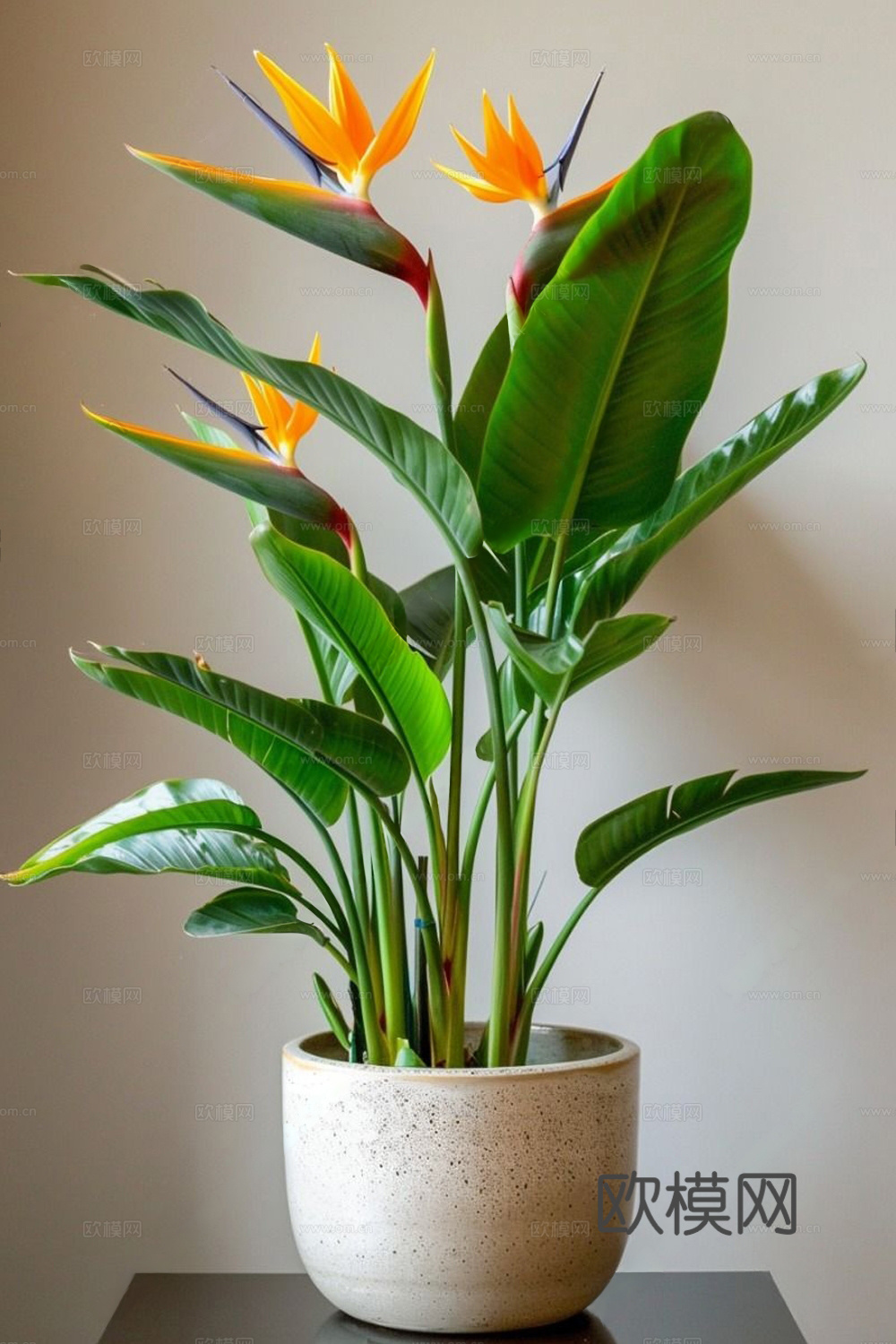 现代绿植盆栽 盆栽 旅人蕉 天堂鸟 植物绿植3d模型