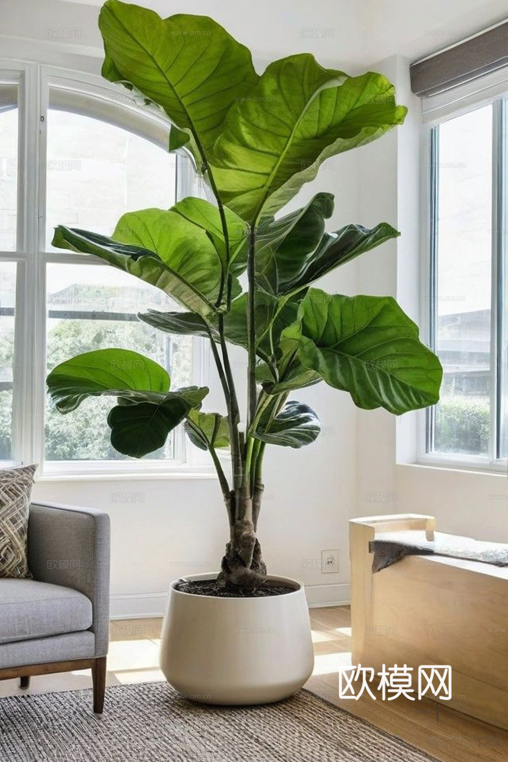 现代绿植盆栽 盆栽 琴叶榕 植物绿植3d模型