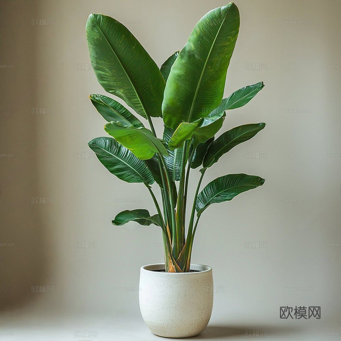 现代绿植盆栽 盆栽 旅人蕉 天堂鸟 植物绿植3d模型