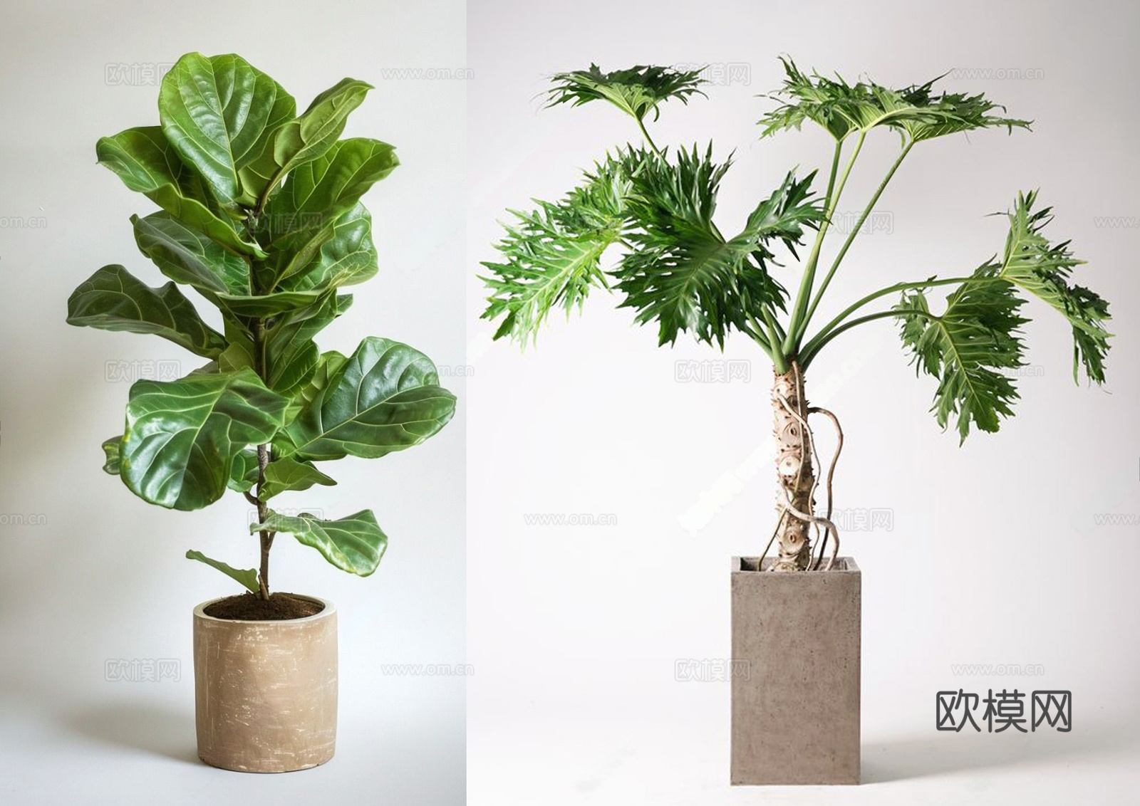 现代绿植盆栽 盆栽 龙鳞春雨 琴叶榕 植物绿植3d模型