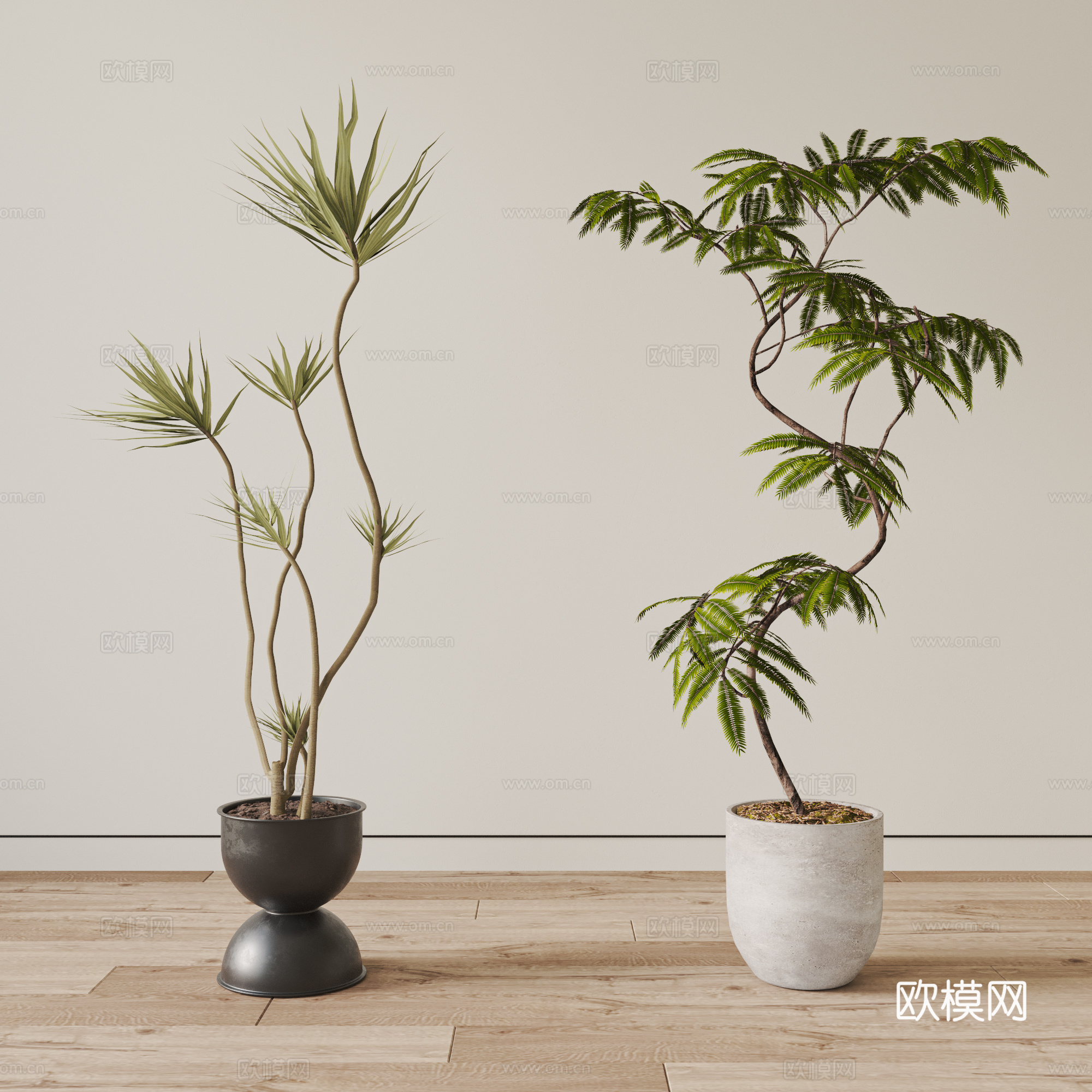 现代植物盆栽  绿植 盆景 龙血树 千年木 密叶猴耳环3d模型