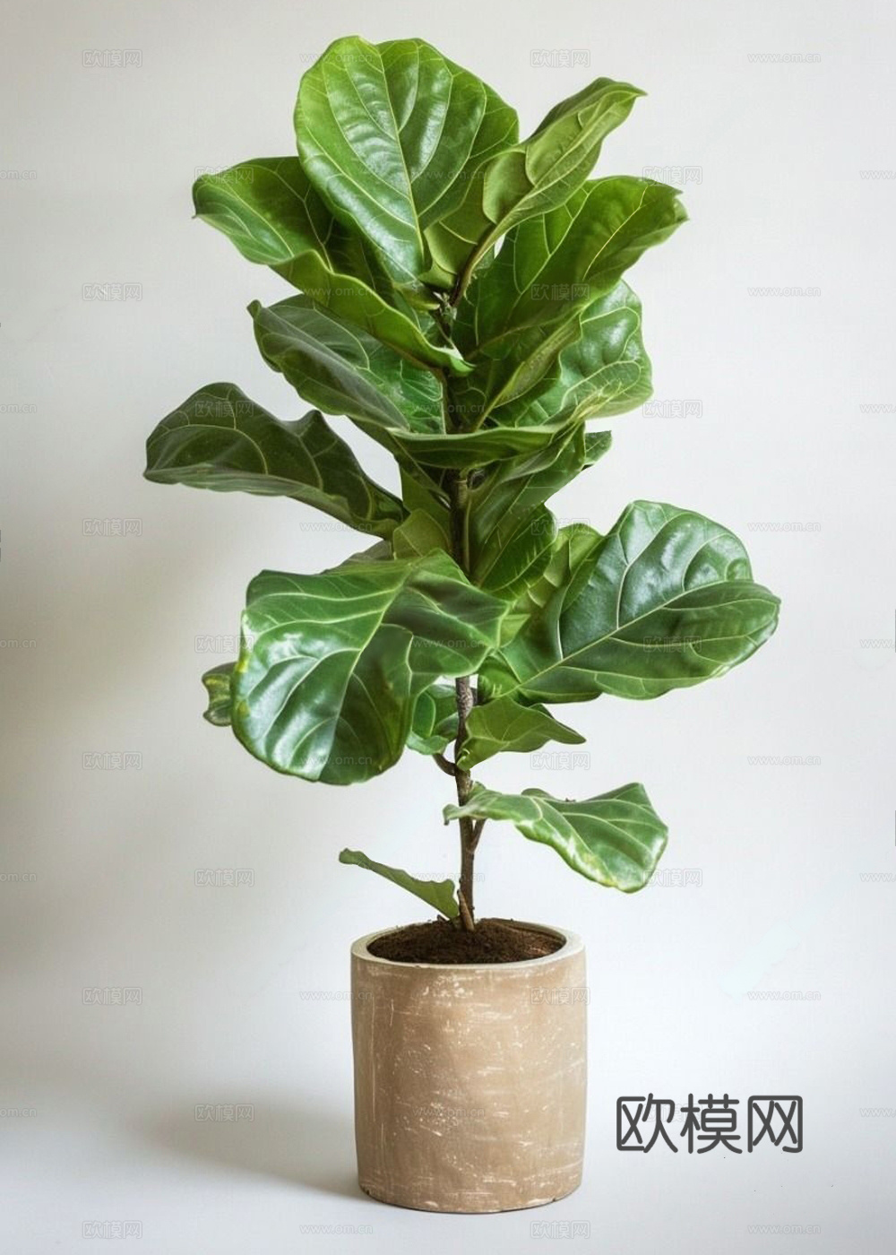 现代绿植盆栽 盆栽 龙鳞春雨 琴叶榕 植物绿植3d模型