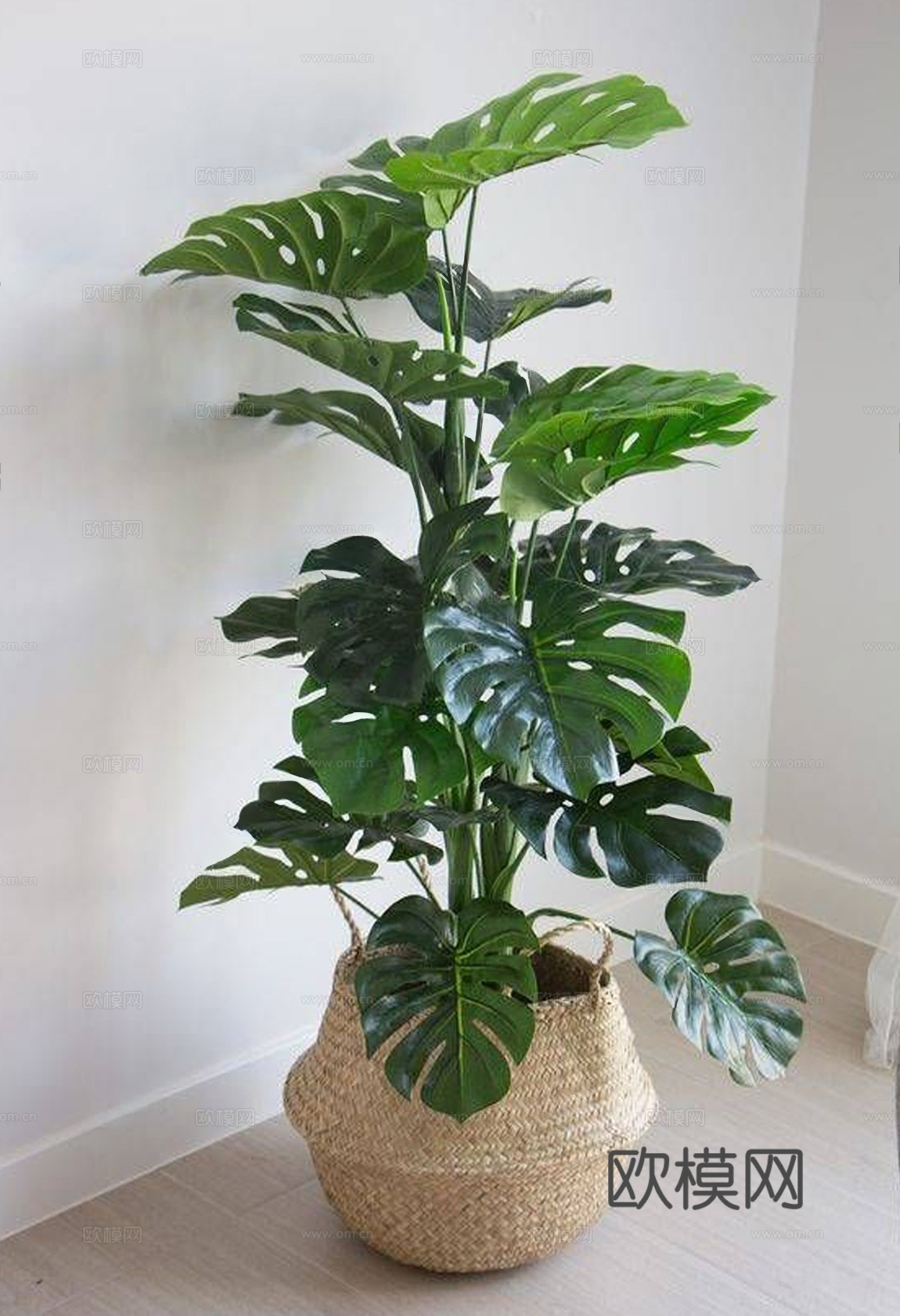 现代龟背植物盆栽 盆栽 龟背竹 植物绿植3d模型