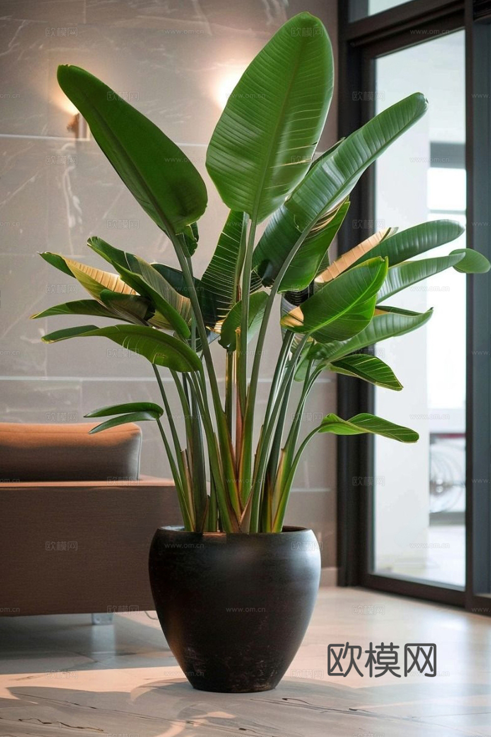 现代绿植盆栽 盆栽 旅人蕉 天堂鸟 植物绿植3d模型