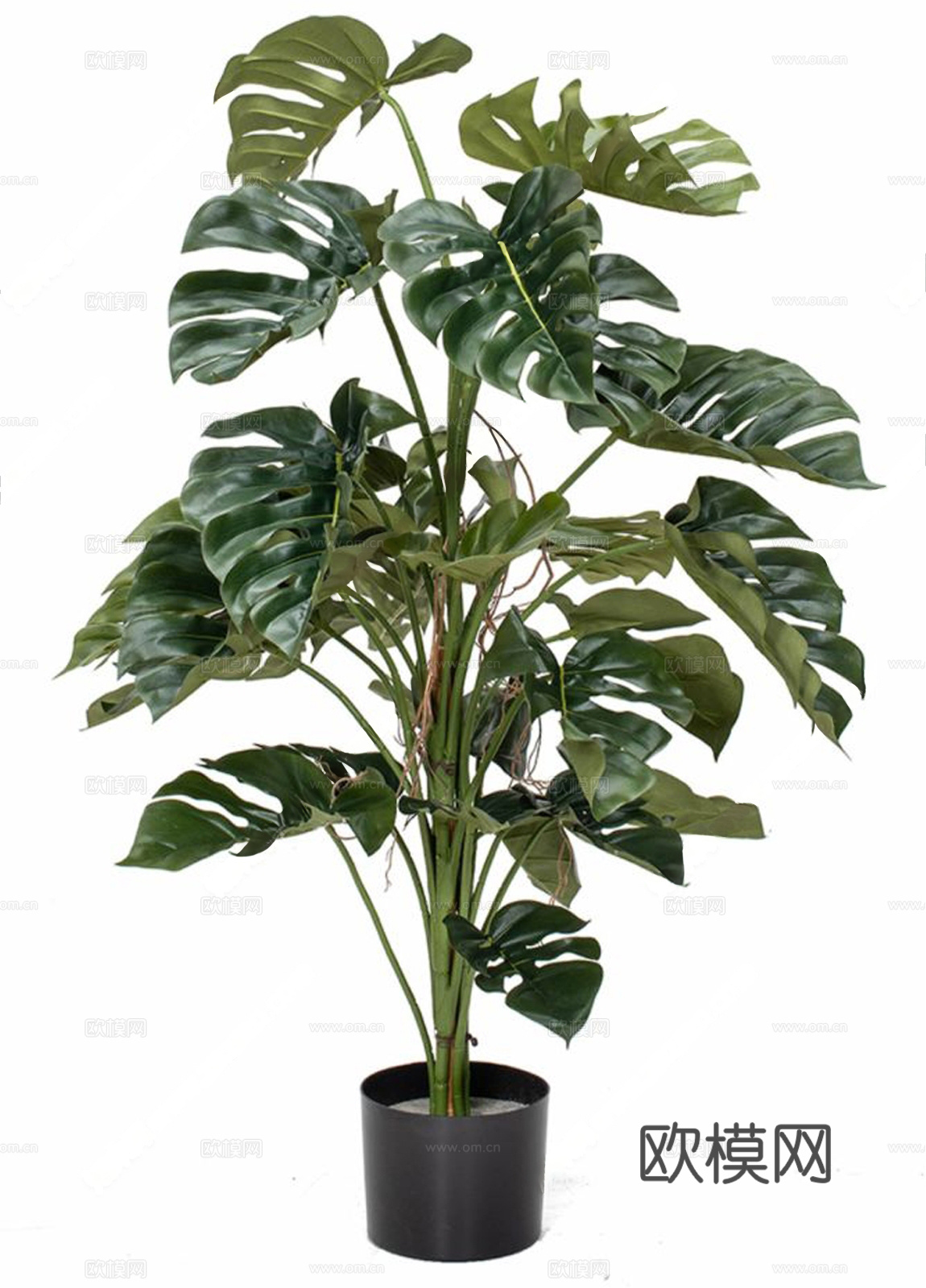 现代龟背植物盆栽 盆栽 龟背竹 植物绿植3d模型