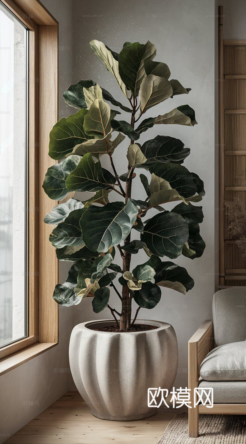 侘寂绿植盆栽 盆栽 琴叶榕 植物绿植3d模型