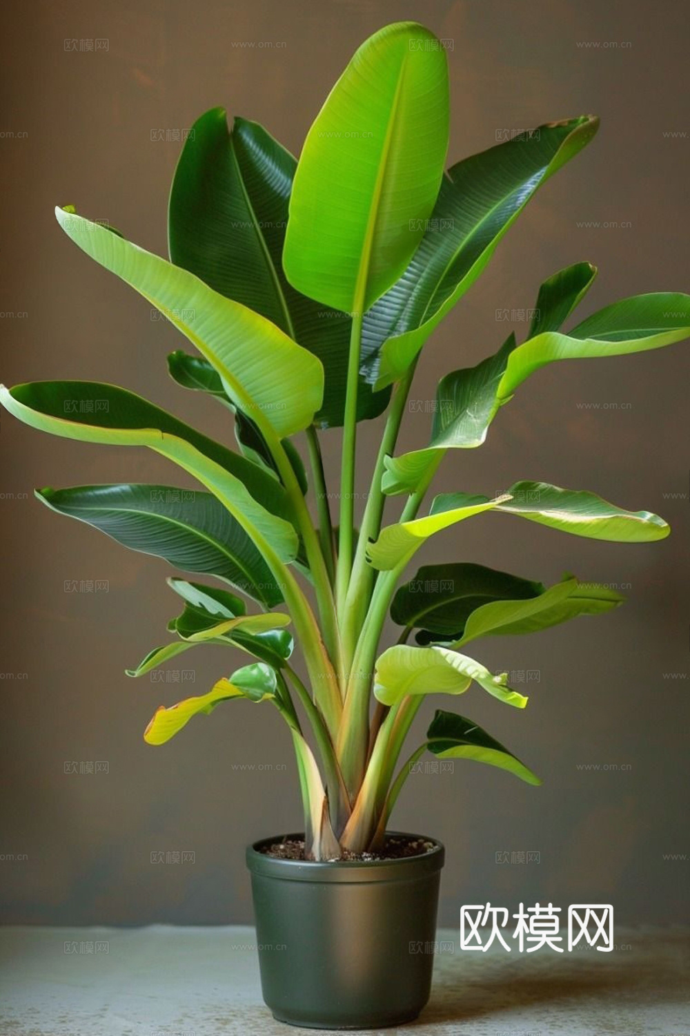 现代绿植盆栽 盆栽 旅人蕉 天堂鸟 植物绿植3d模型