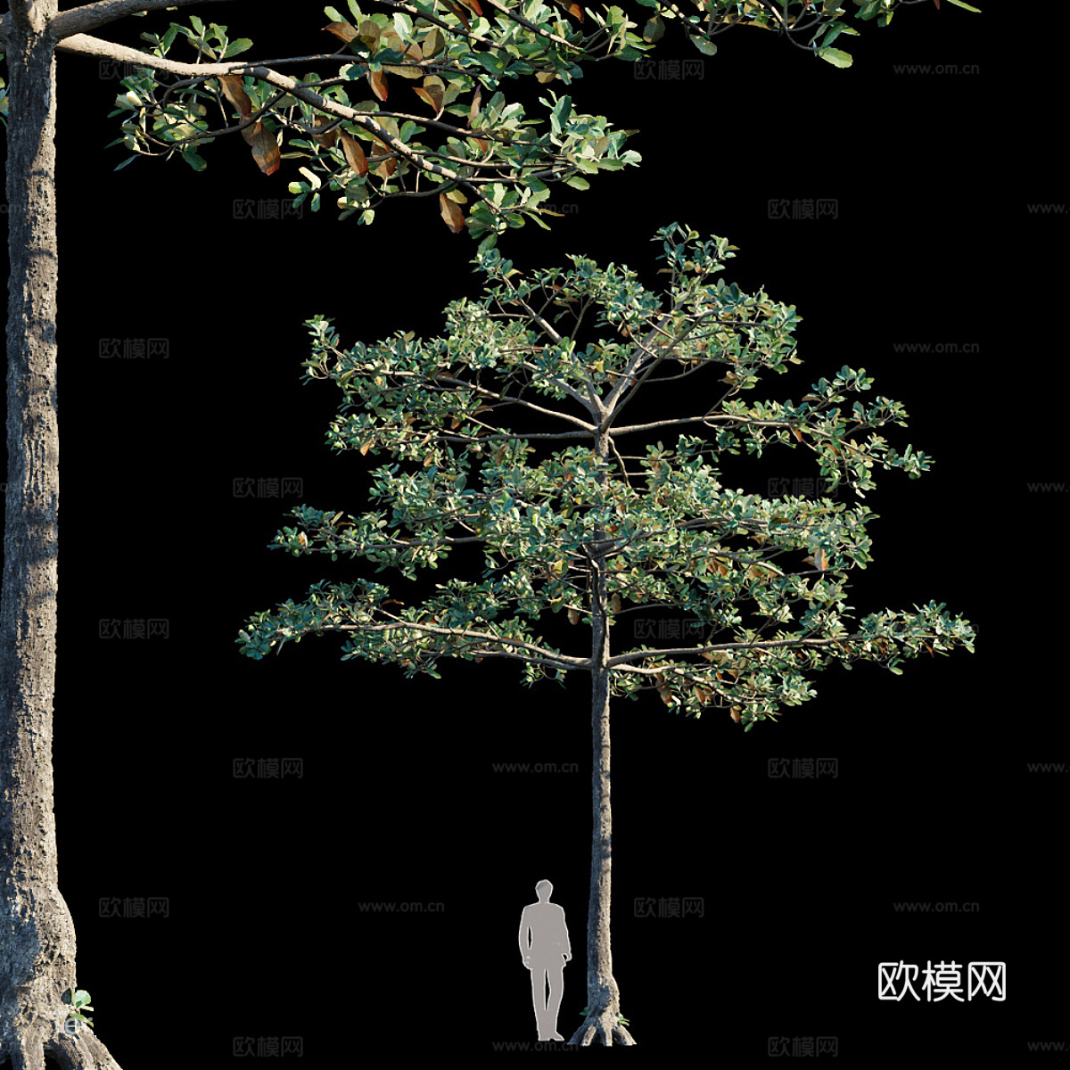 榄仁树3d模型