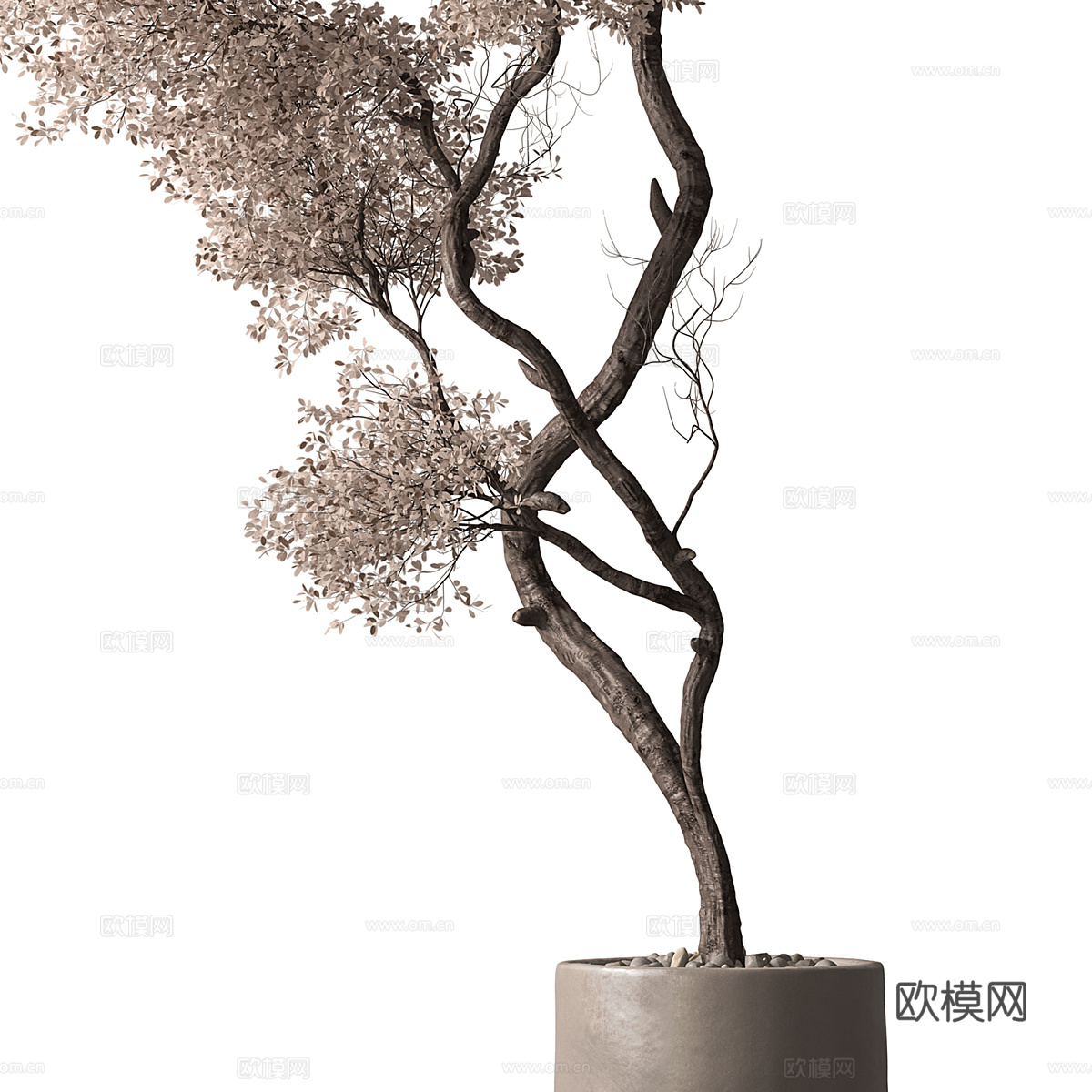 新中式侘寂干树盆栽 盆景3d模型