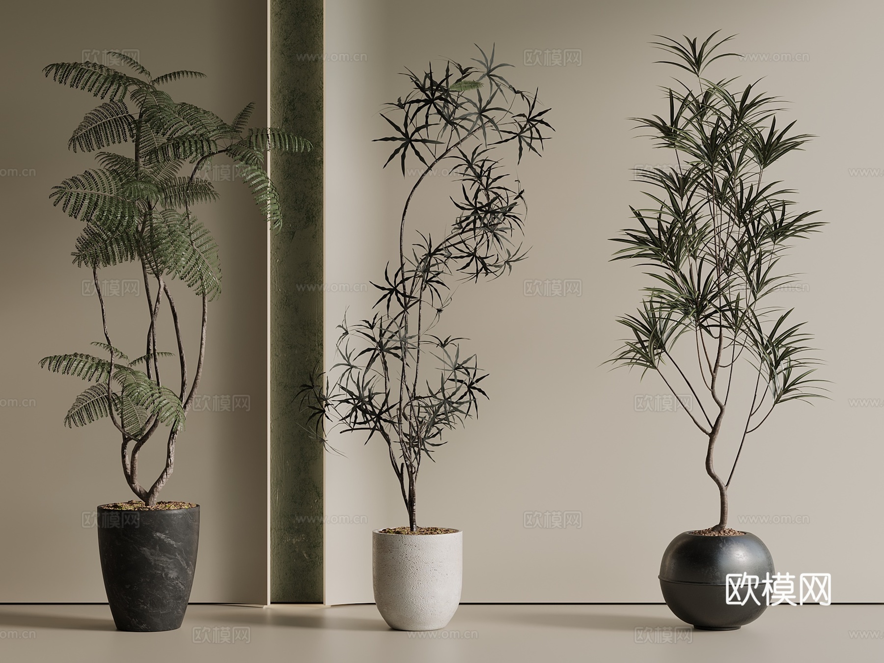 盆栽 松树 罗汉松 绿植 花盆3d模型