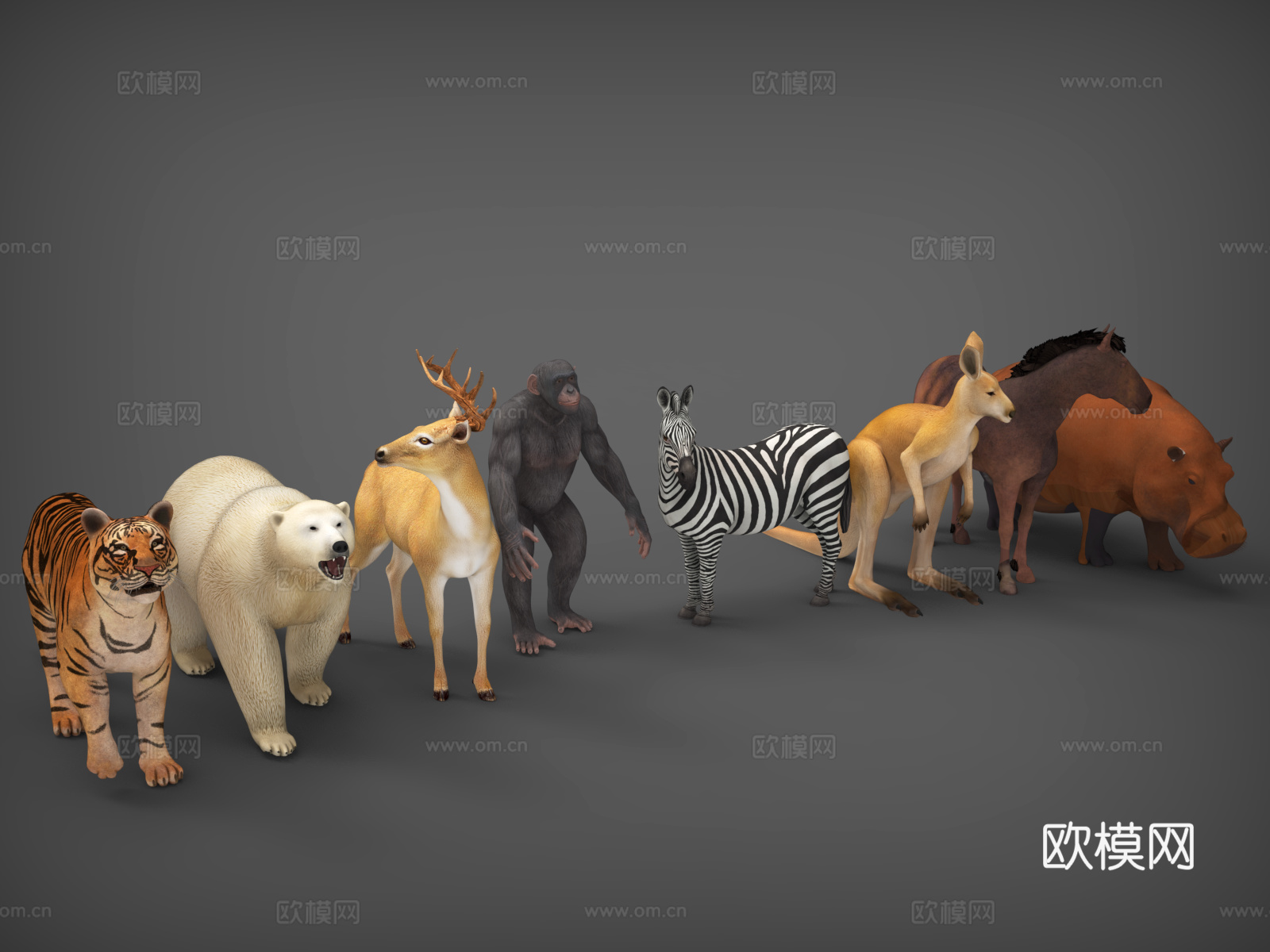 动物  老虎 北极熊  鹿 梅花鹿  斑马 袋鼠 马犀牛3d模型