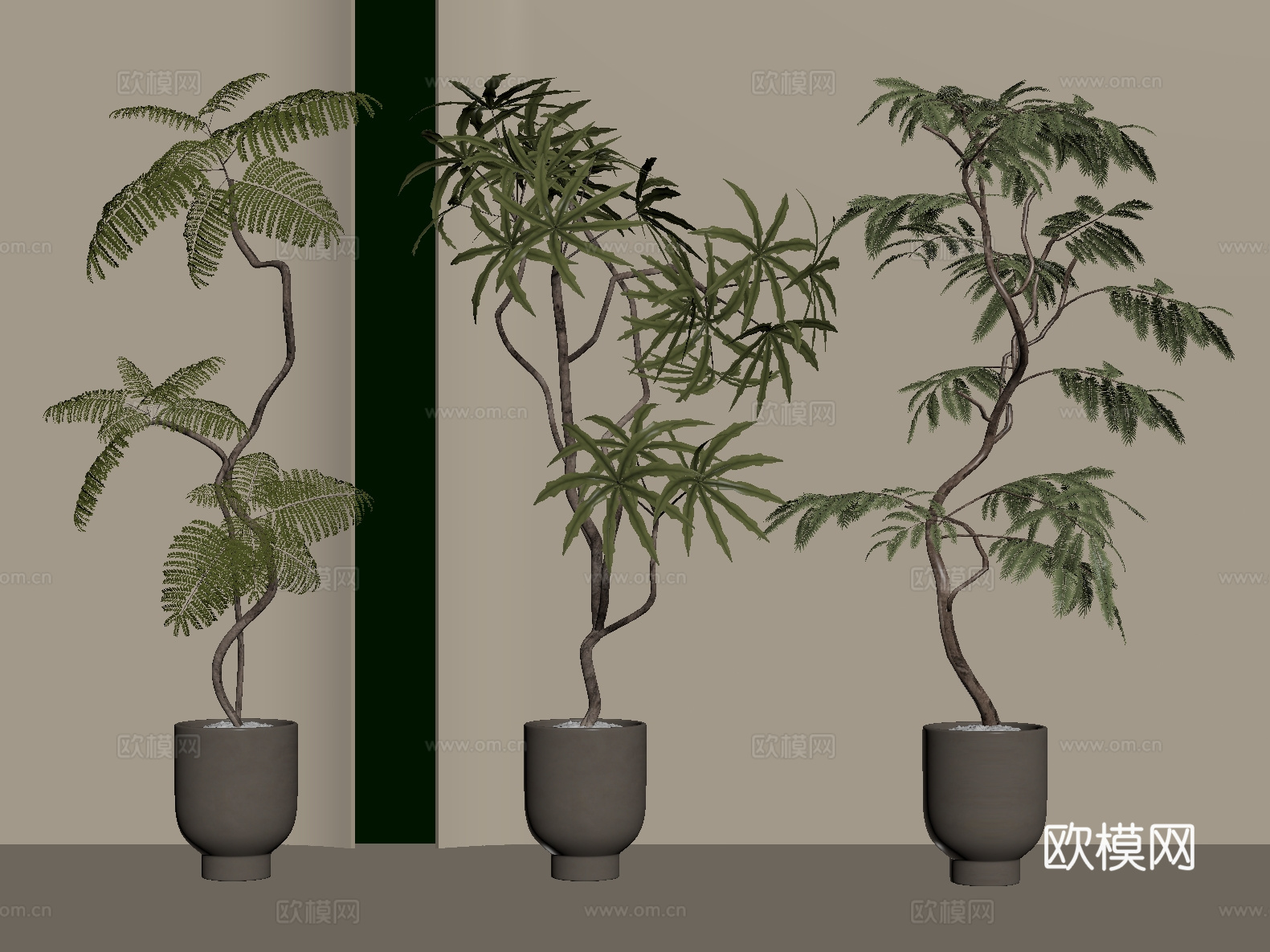盆栽 松树 罗汉松 绿植su模型
