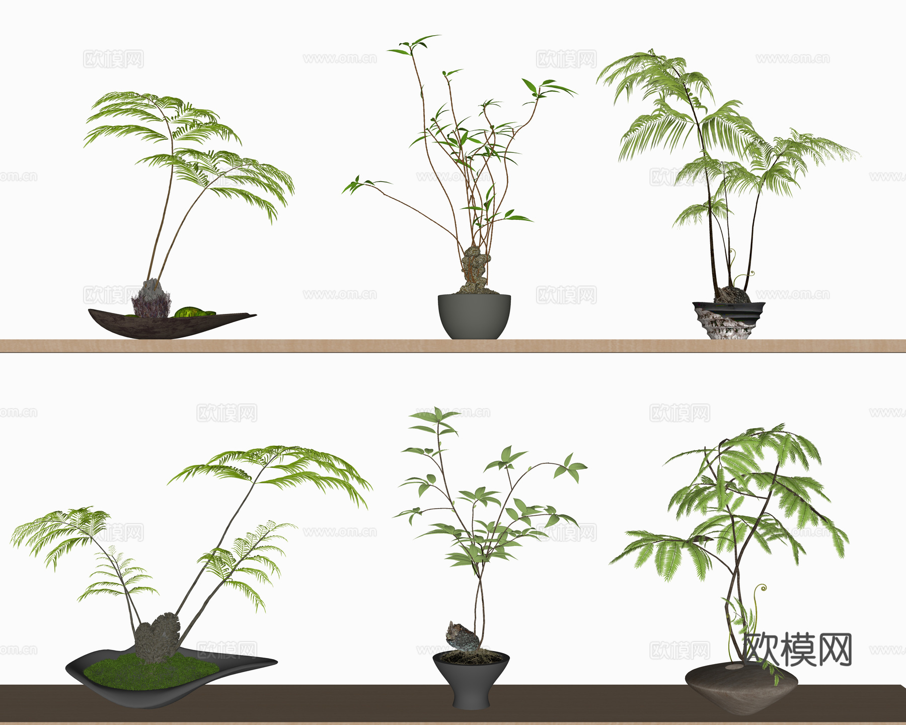 蕨类盆栽 绿植盆栽 盆栽 苔藓su模型
