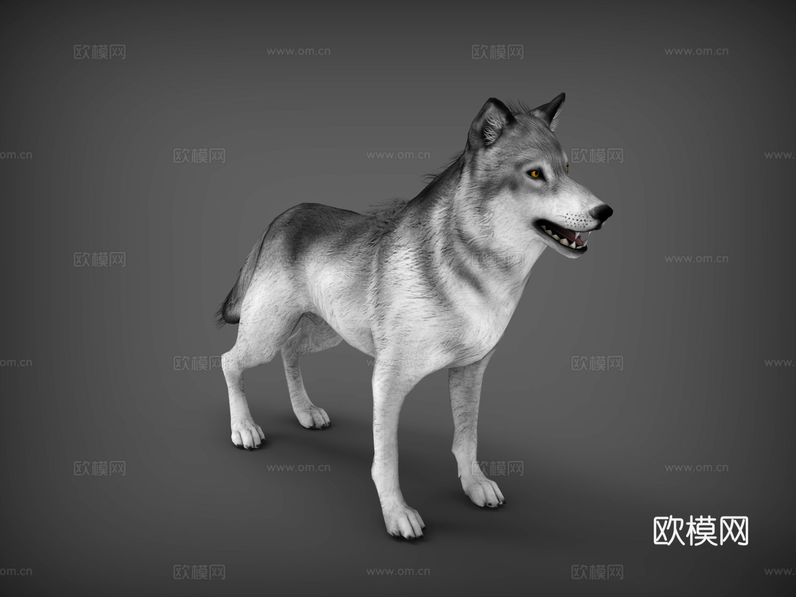 狼  野狼  白狼  蒙古狼  豺狼3d模型