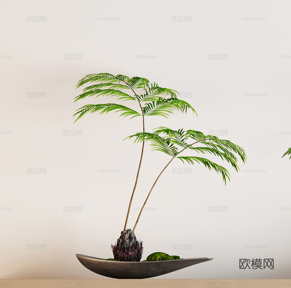 蕨类盆栽 绿植盆栽 盆栽 苔藓su模型