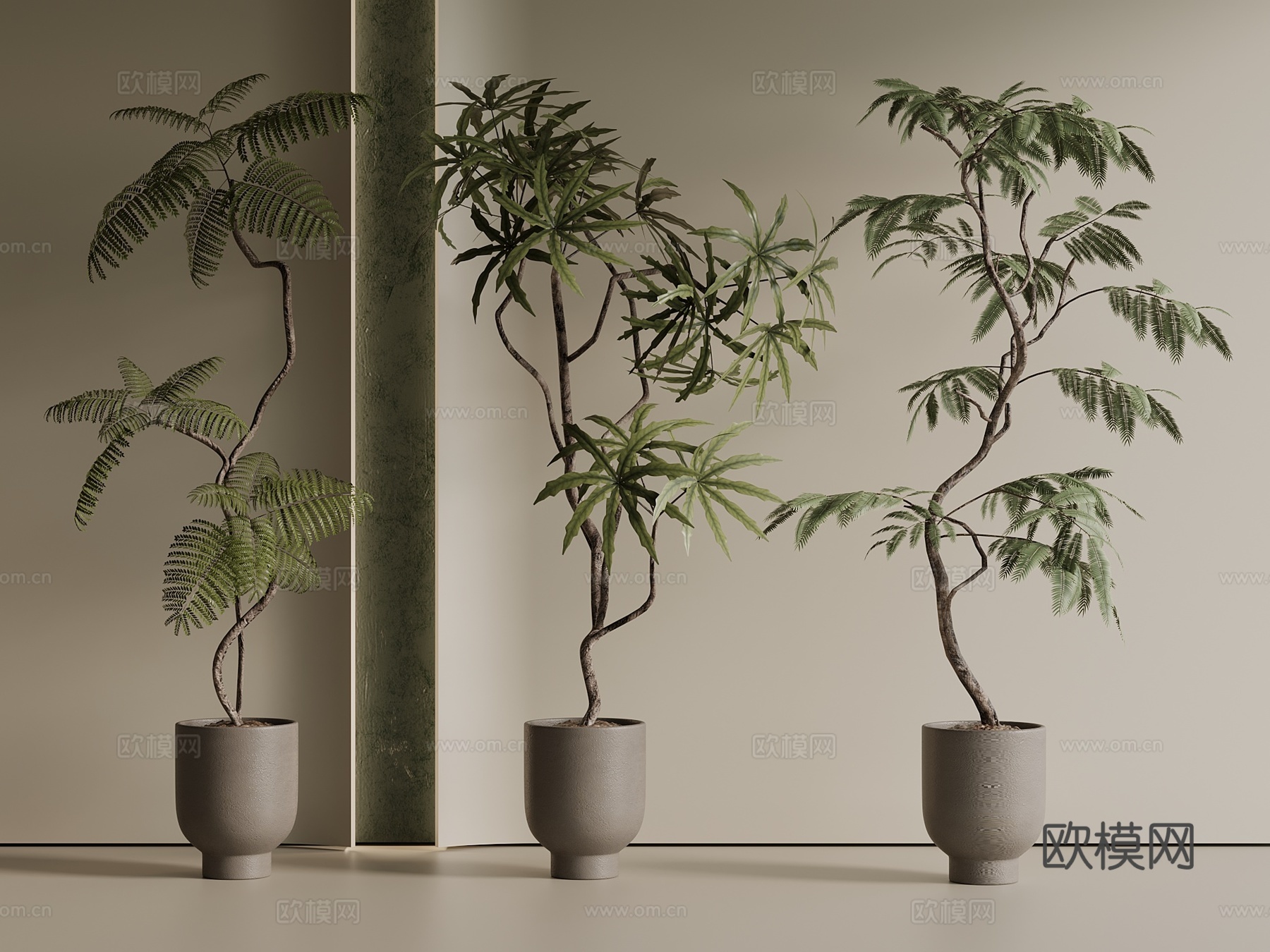 盆栽 松树 罗汉松 绿植3d模型