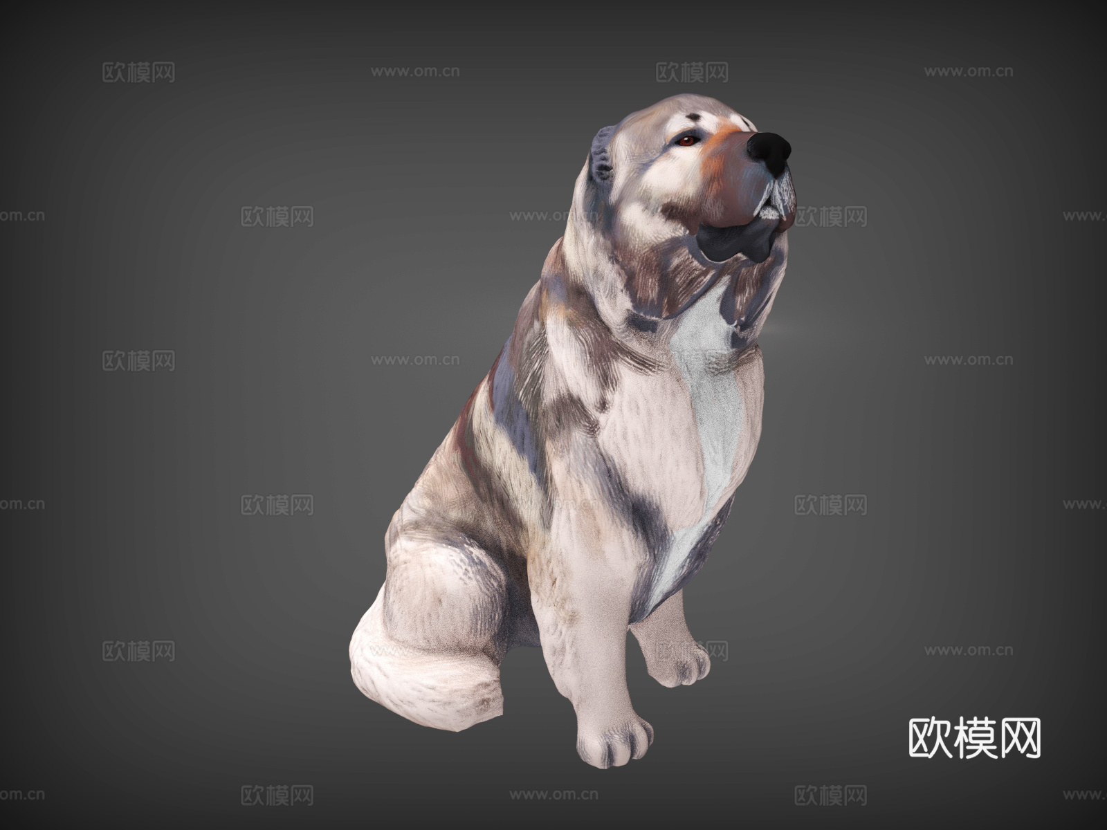 狗  牧羊犬  宠物狗  蹲着的狗狗   阿拉斯加  哈士奇3d模型