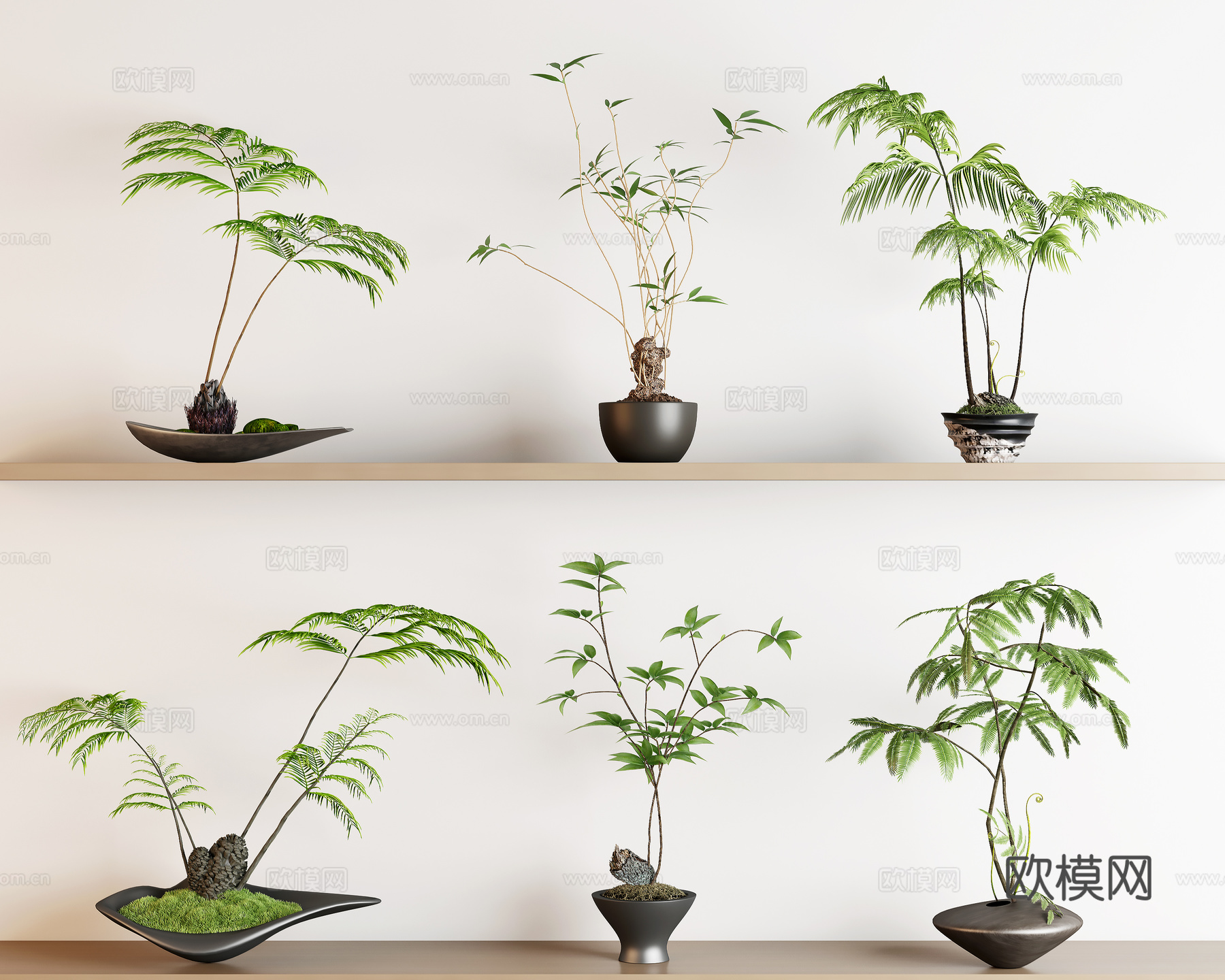 蕨类盆栽 绿植盆栽 盆栽 苔藓su模型