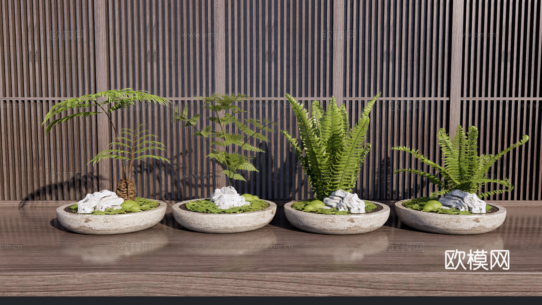 现代蕨类植物 肾蕨 铁杉 荚果蕨su模型