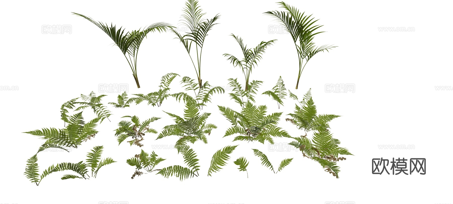 现代蕨类植物鸟巢蕨花境植物地被植物肾蕨su模型