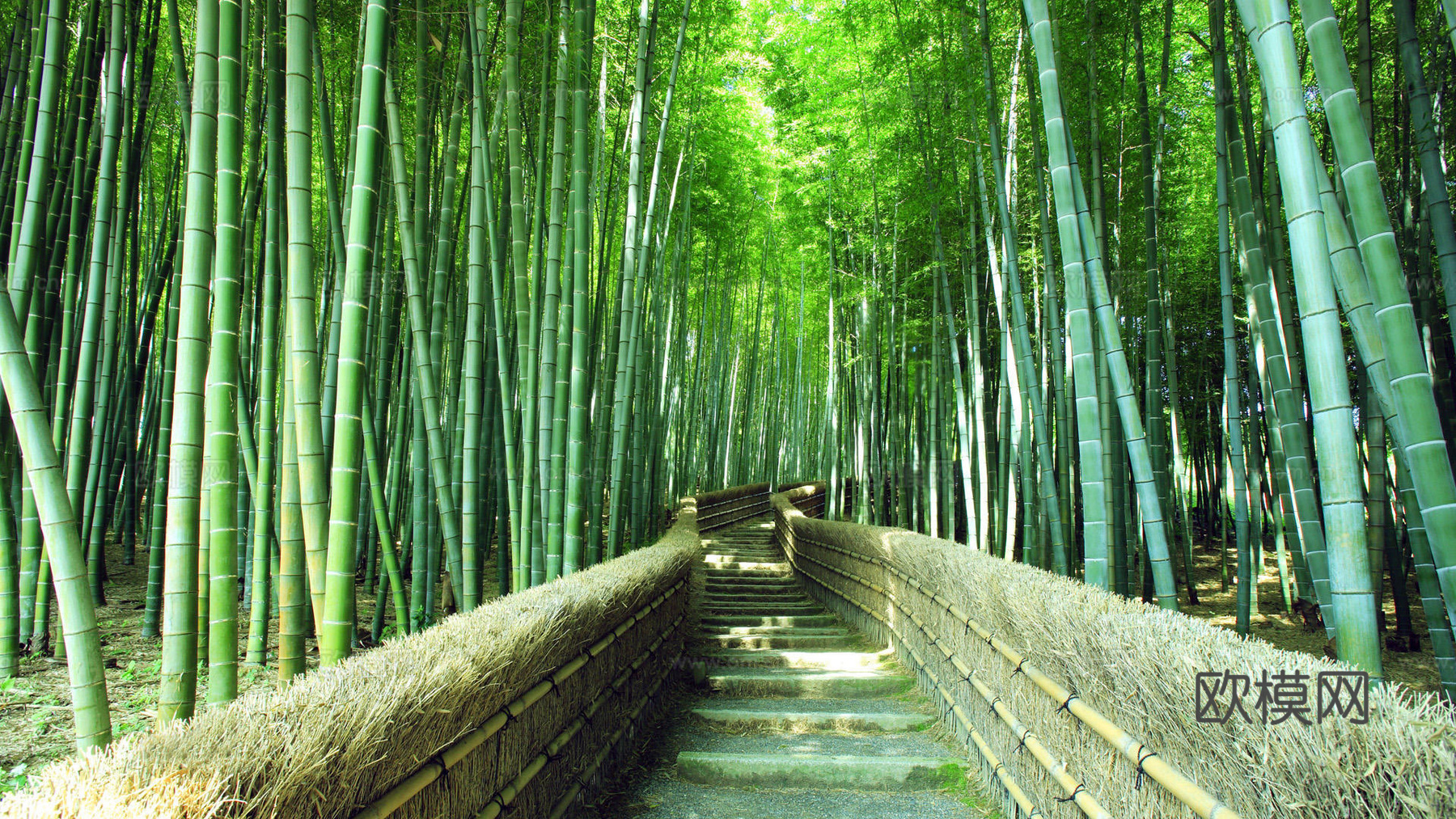 竹林小径绿色风景