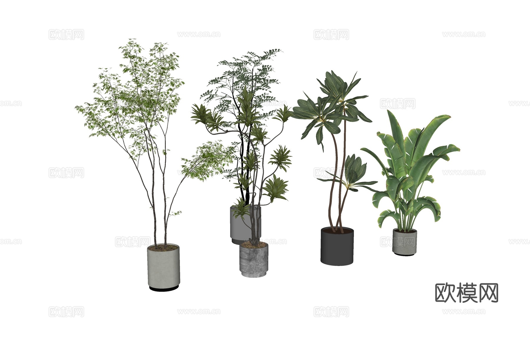 盆栽植物绿植  热带植物su模型