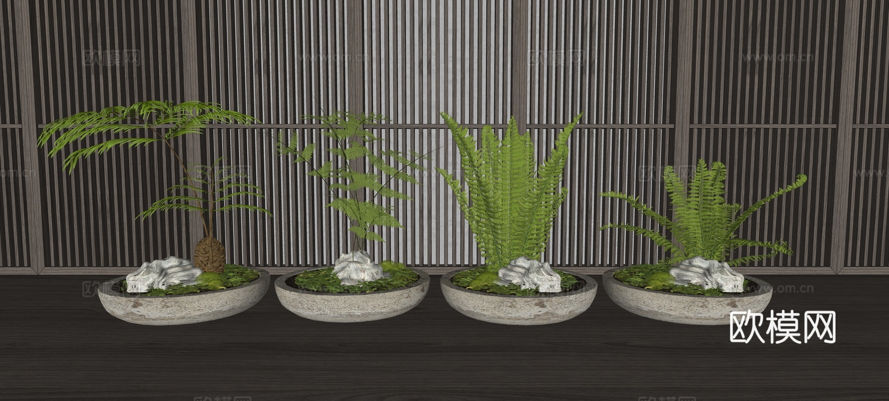 现代蕨类植物 肾蕨 铁杉 荚果蕨su模型