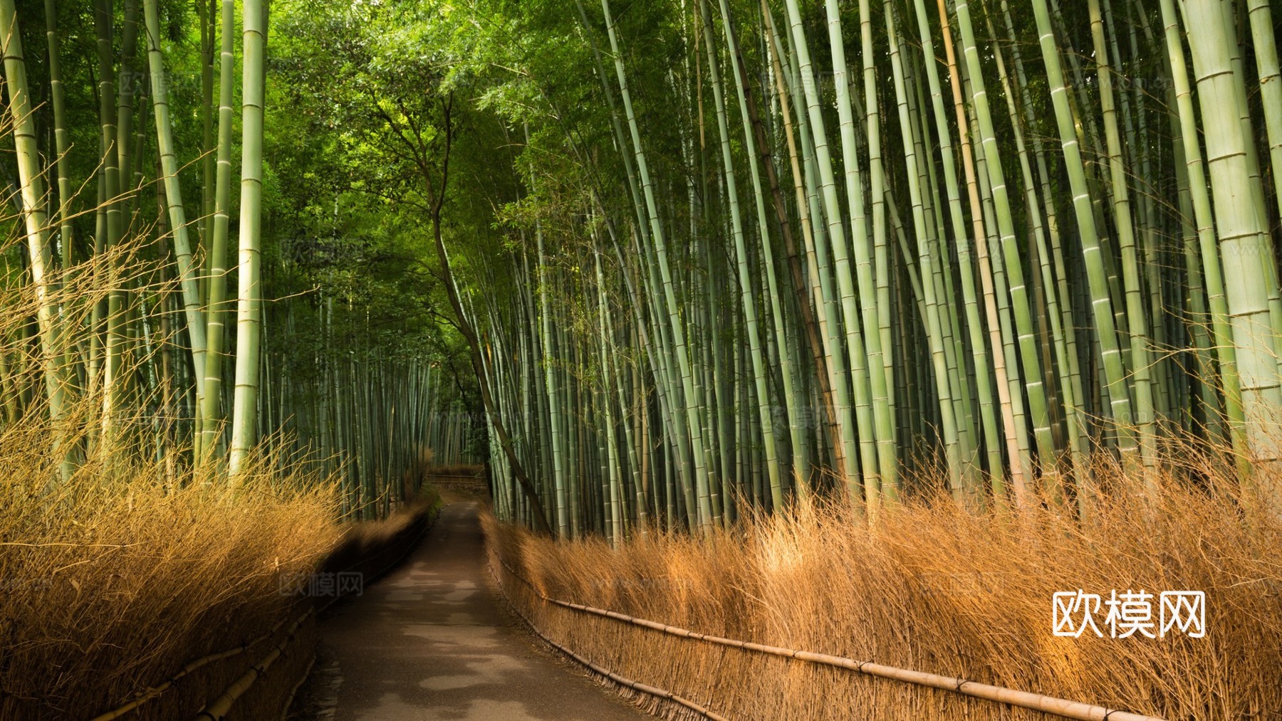 竹林风景道路