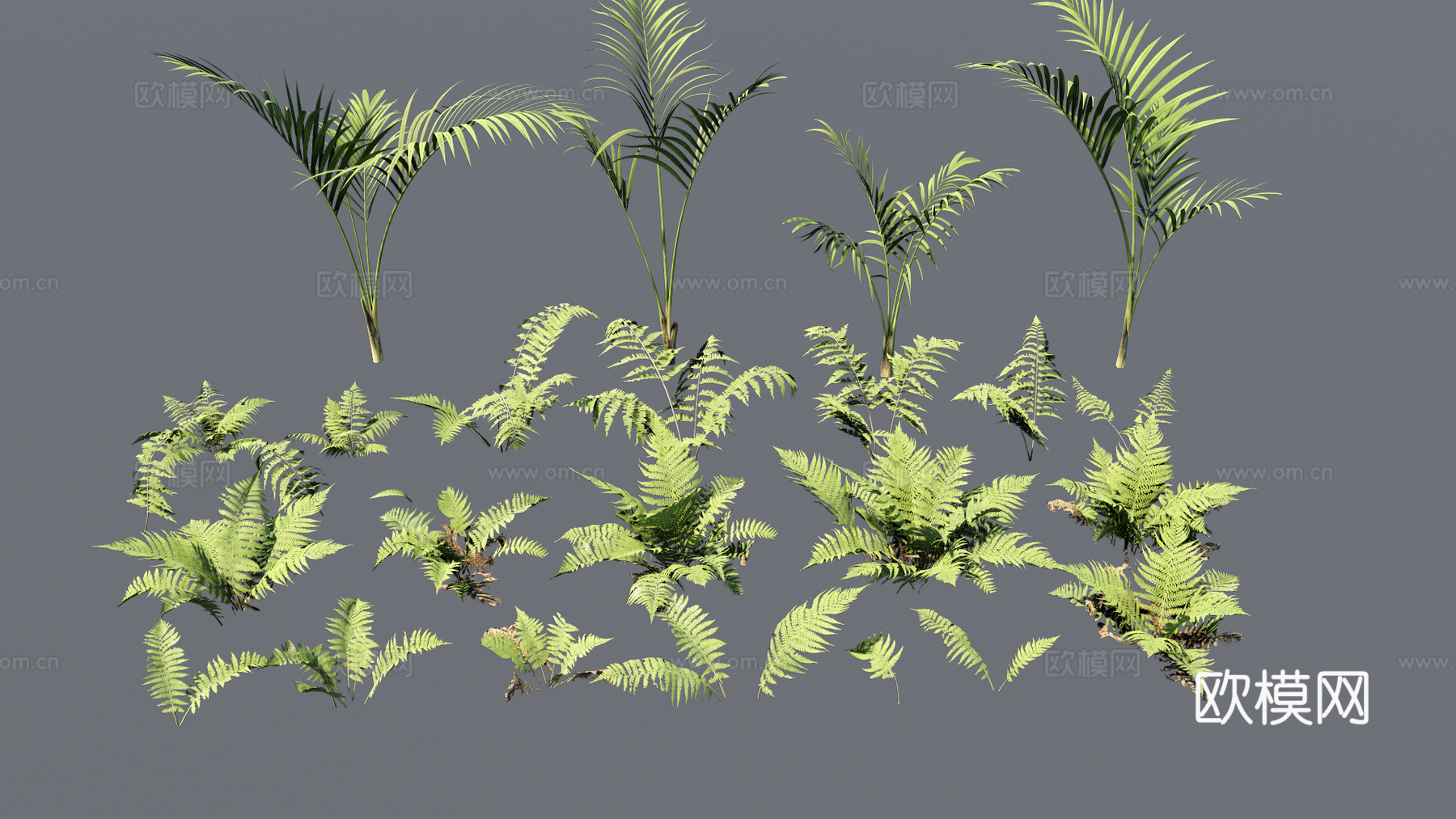 现代蕨类植物鸟巢蕨花境植物地被植物肾蕨su模型