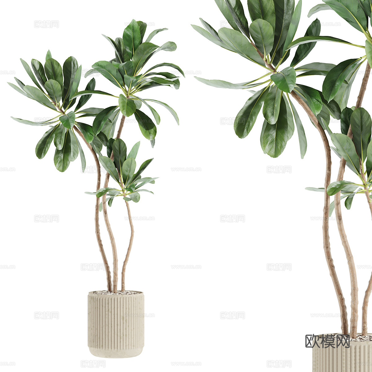 现代侘寂绿植盆栽3d模型
