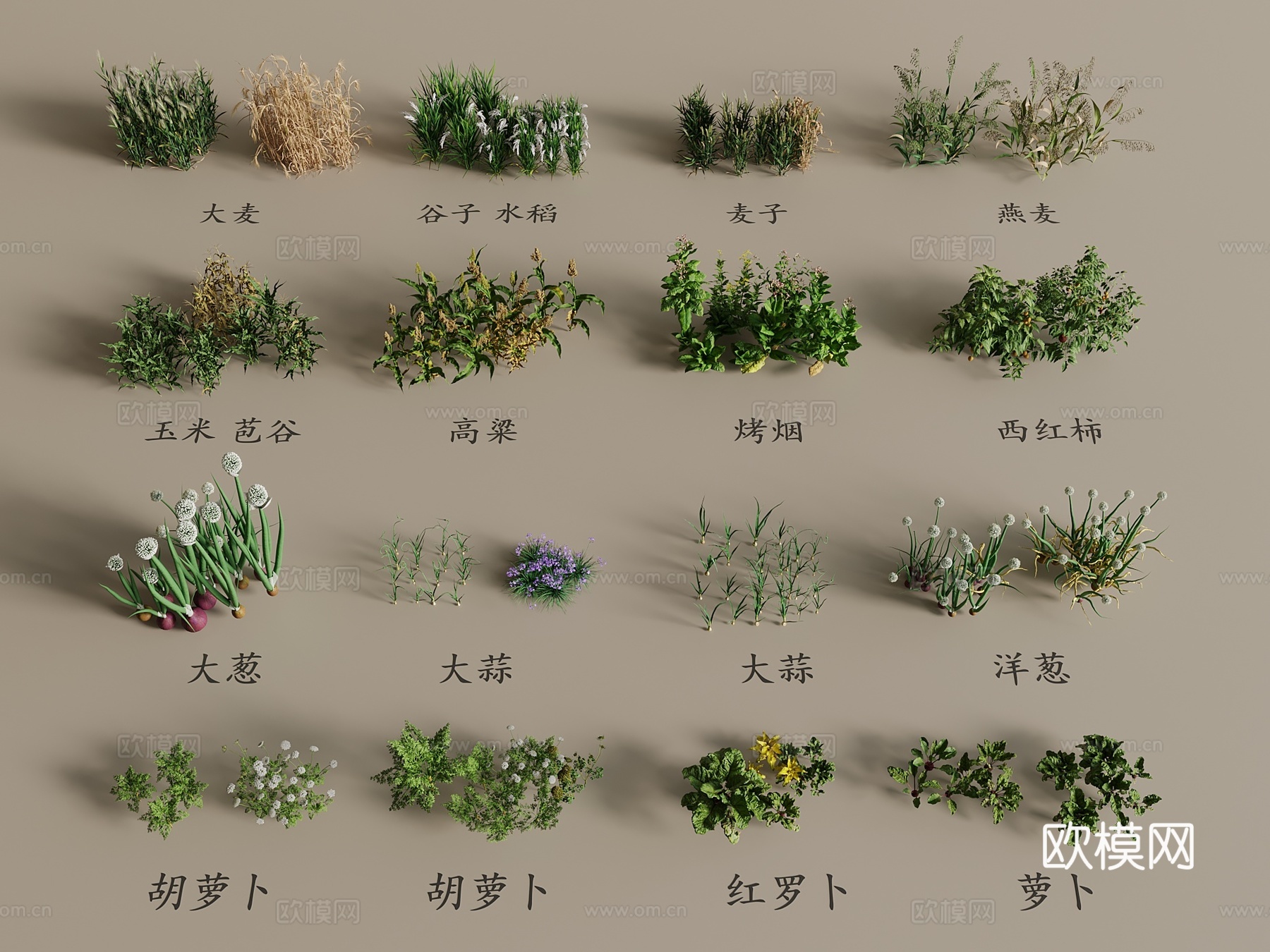 农作物 农作物 蔬菜 苗3d模型