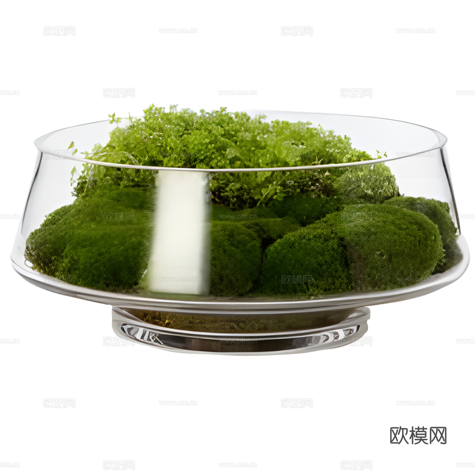 苔藓盆栽