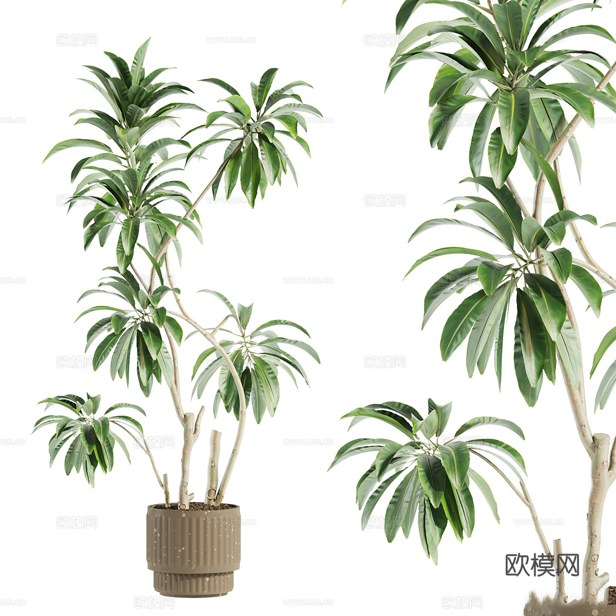 现代侘寂绿植盆栽3d模型