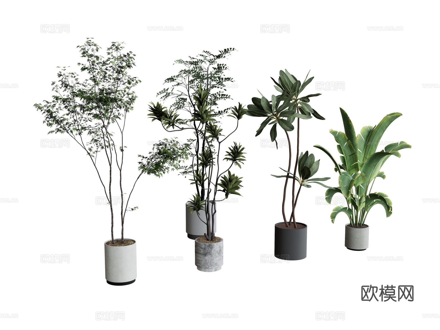 盆栽植物绿植  热带植物su模型