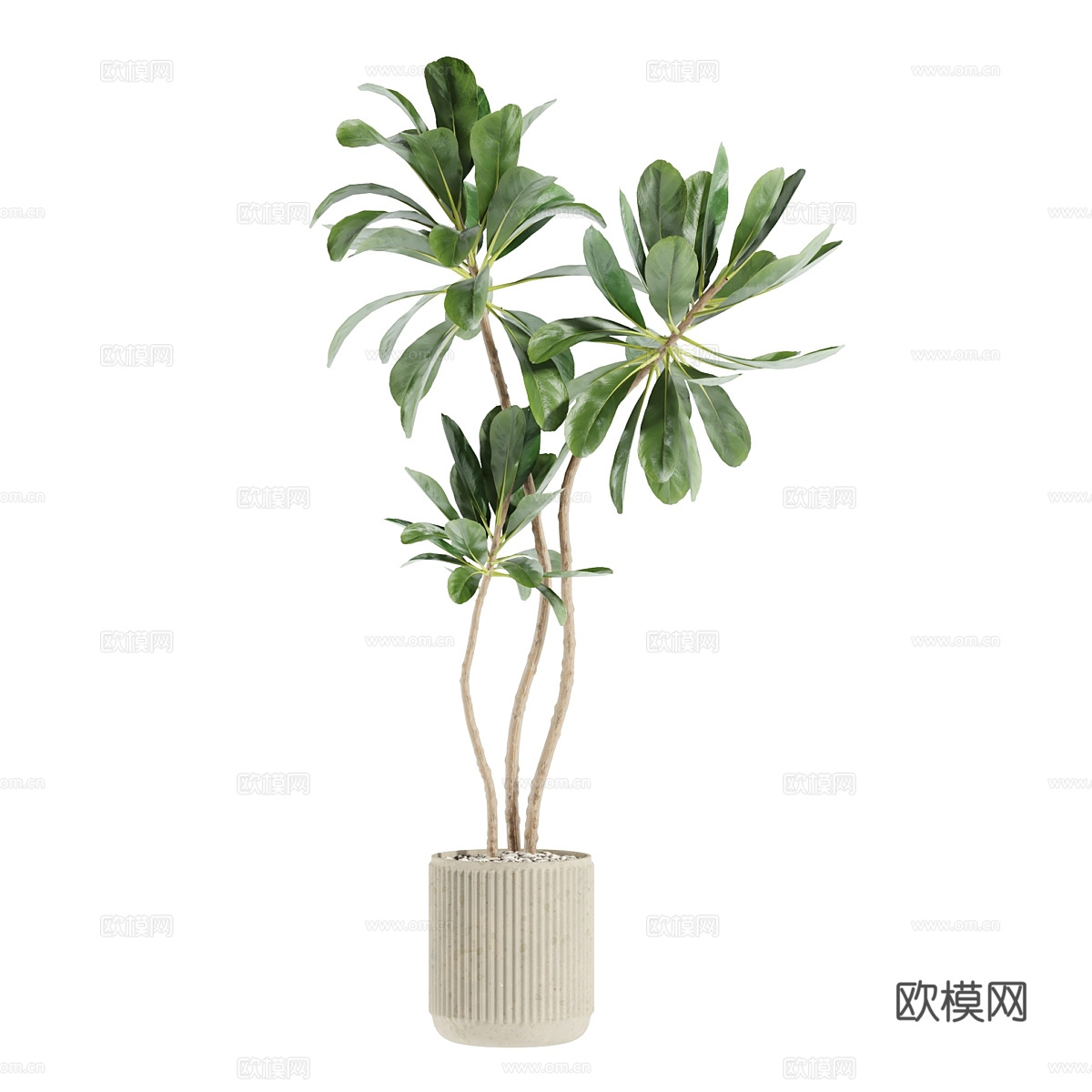 现代侘寂绿植盆栽3d模型