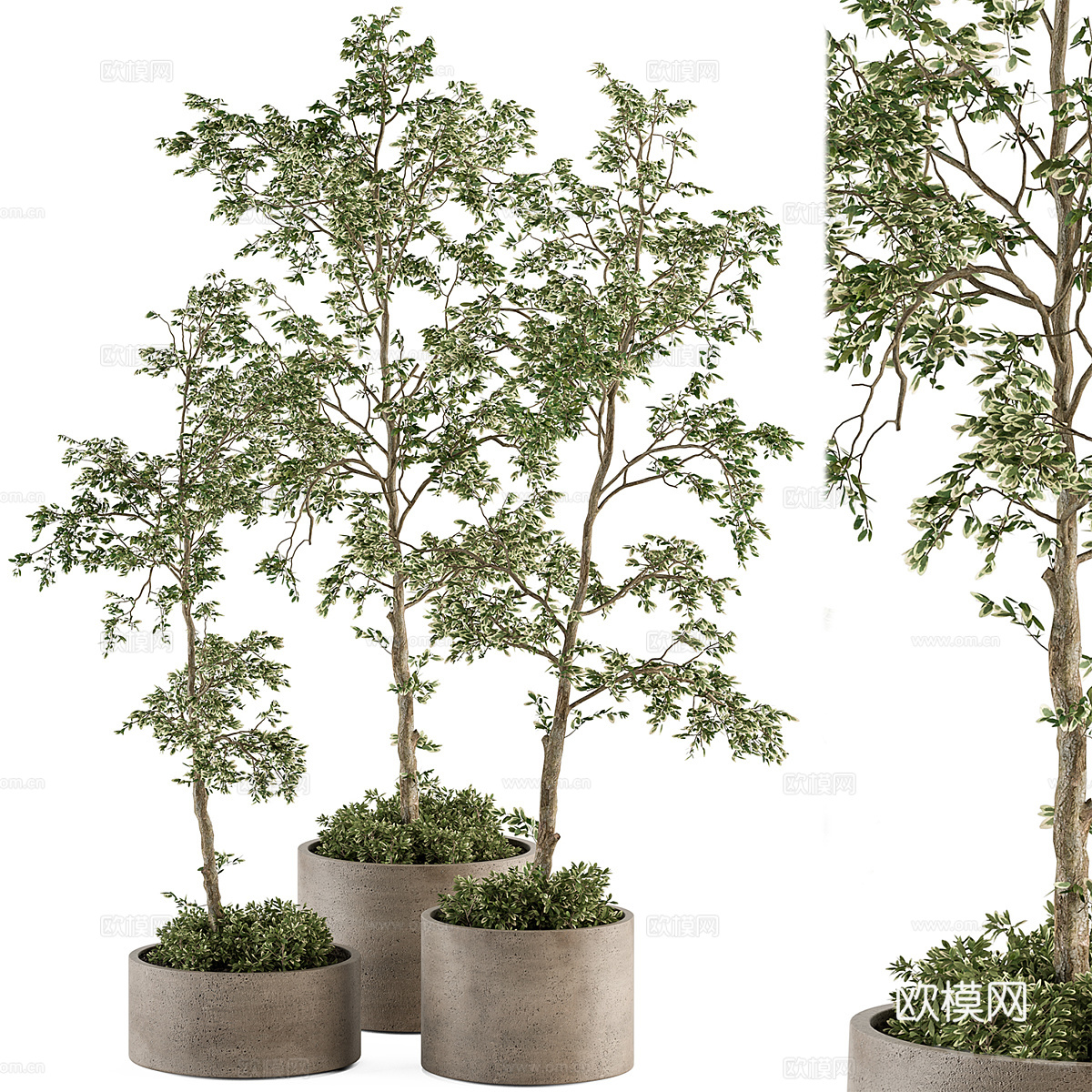 新中式侘寂绿植盆栽3d模型