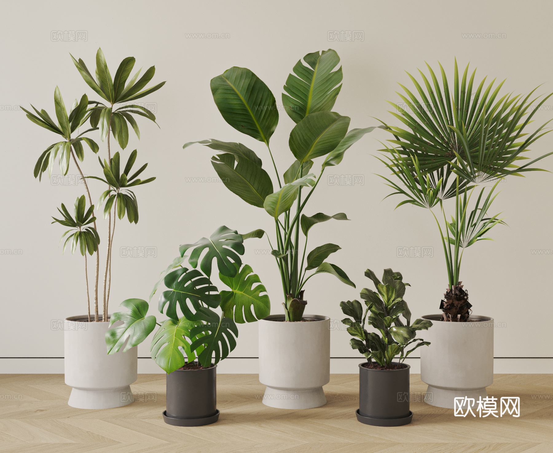 现代盆栽植物  天堂鸟 大叶蒲葵 绿叶朱蕉 龟背竹su模型