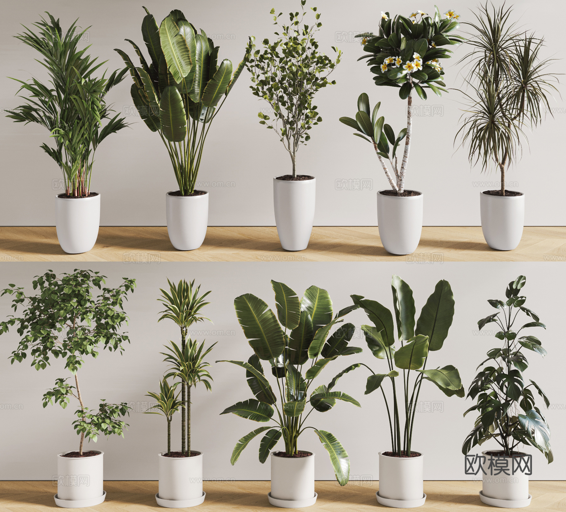 现代盆栽植物 绿植 组合 龟背竹 千年木 天堂鸟su模型