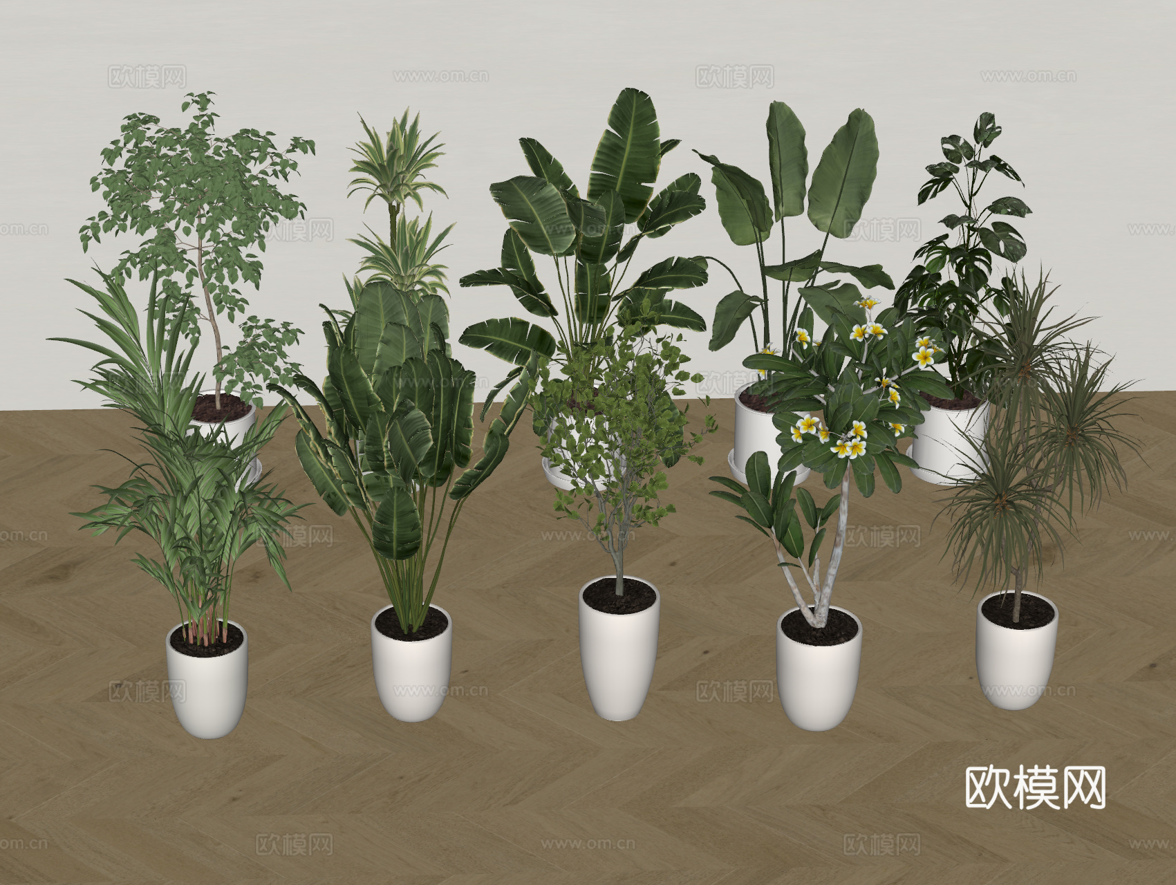 现代盆栽植物 绿植 组合 龟背竹 千年木 天堂鸟su模型